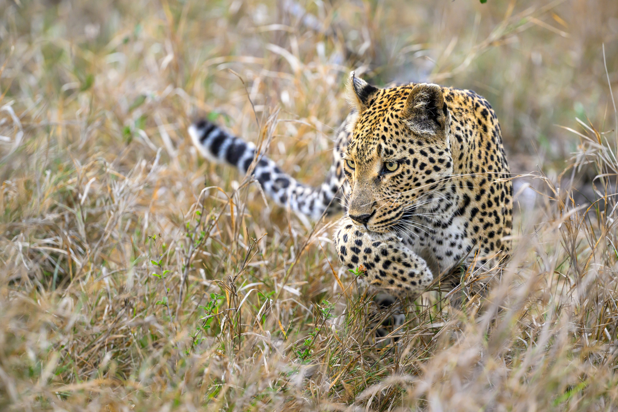 Большие кошки | Big cats. Фотограф Сергей Пупонин