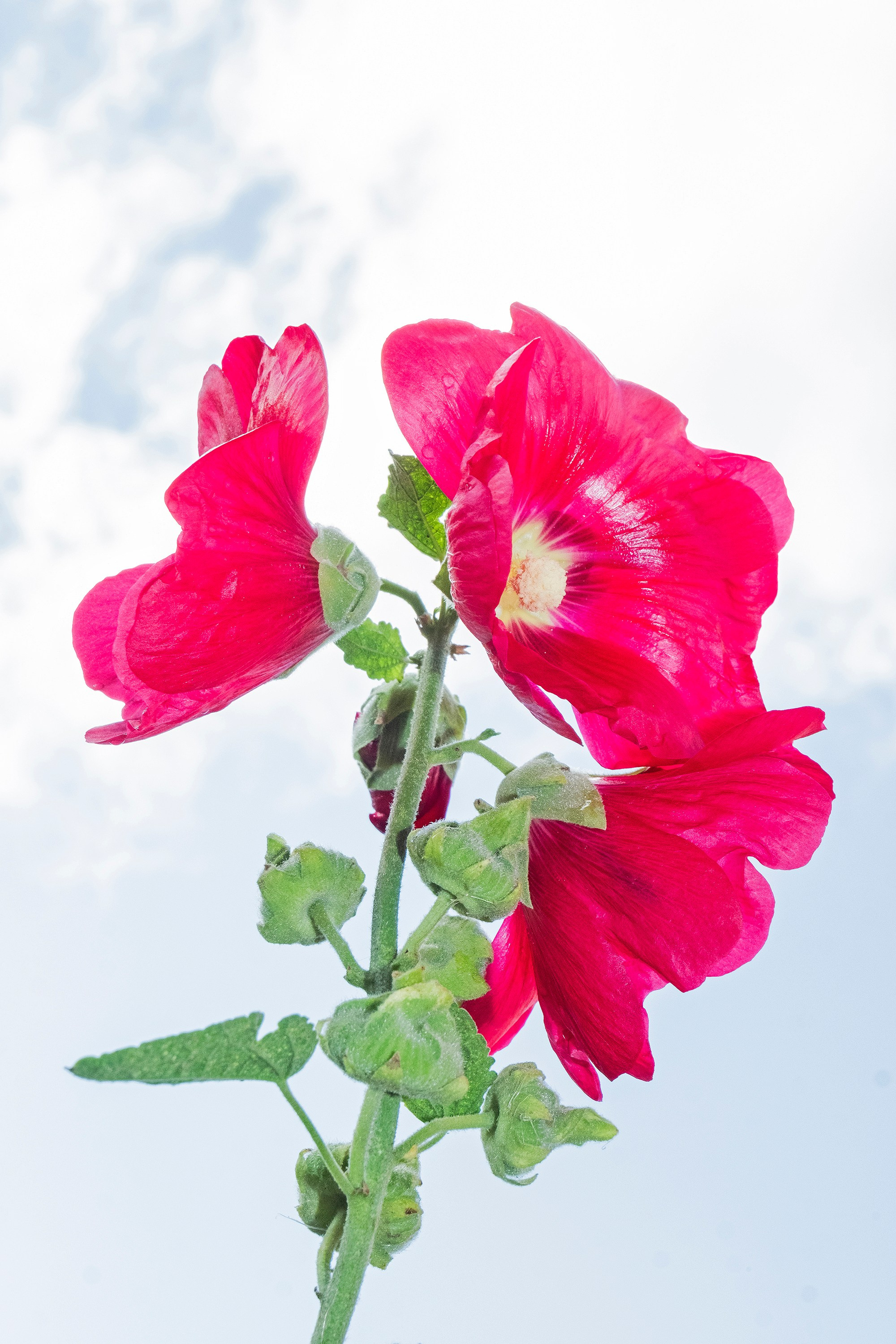 Флирт цветов. Стас Понятовский