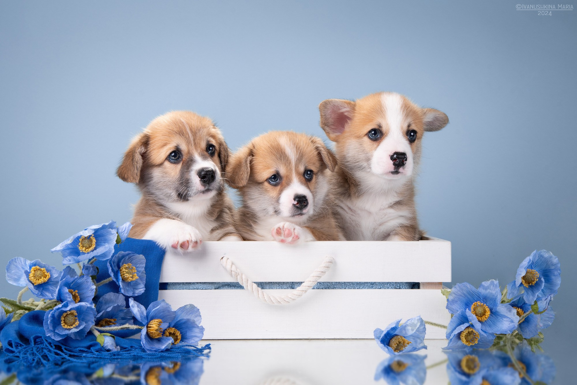 щенки вельш корги пемброк