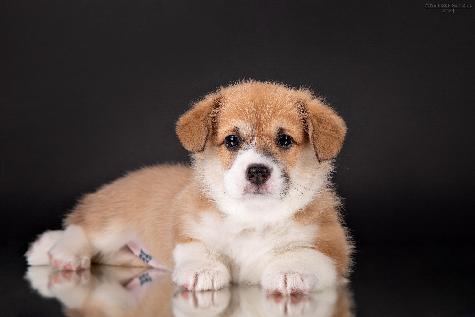 Фотосессия щенков на фонах. Фотограф собак в Москве и Московской области Иванушкина Мария