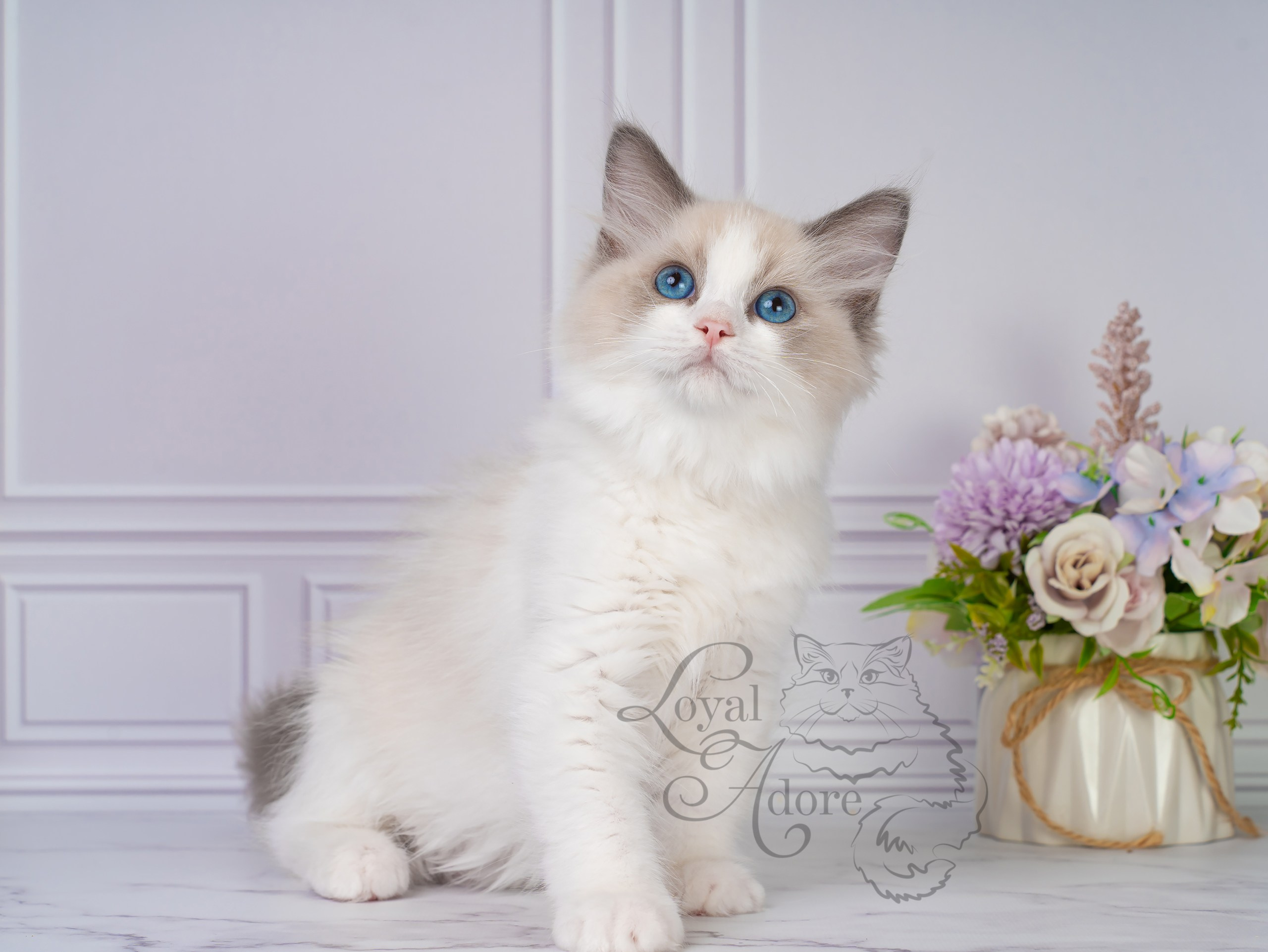 Котята рэгдолл от Loyal Adore. Питомник рэгдолл Loyal Adore