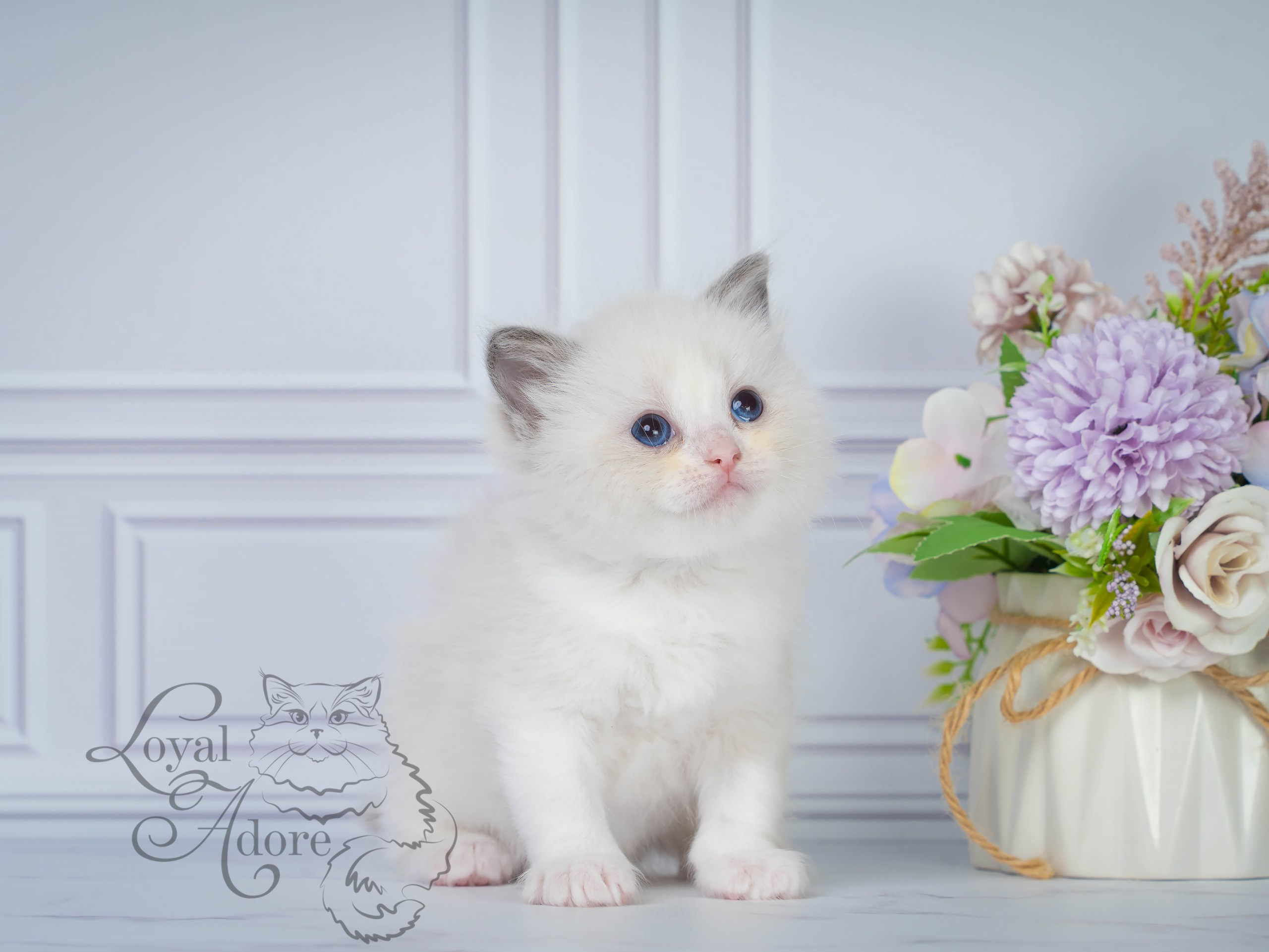 Все свободные котята. Питомник рэгдолл Loyal Adore