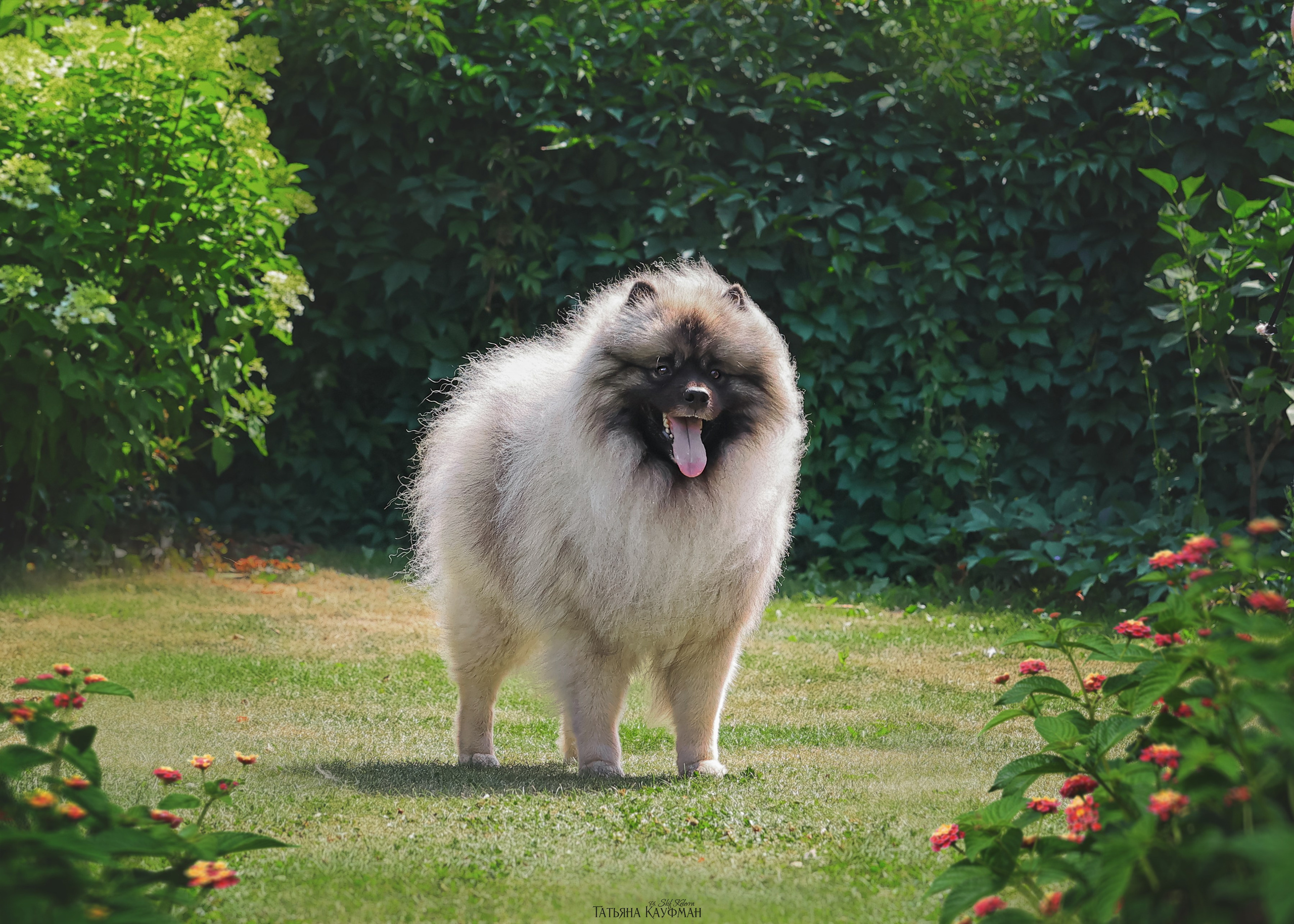 Вольф шпиц, кеесхонд, фотография шпица, красивая собака, фотограф анималист, фотокурс Анималистика, научиться фотографировать собак, фотограф Новосибирск