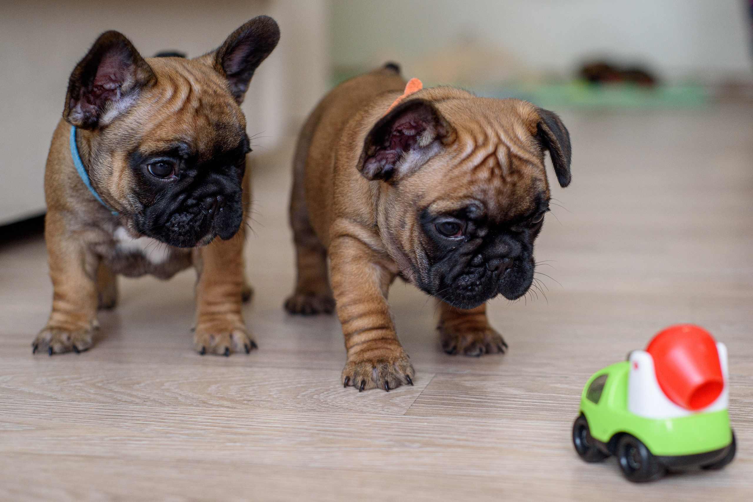 Французские булочки. Мотофотограф в Нижнем Новгороде Динара Зуйкова