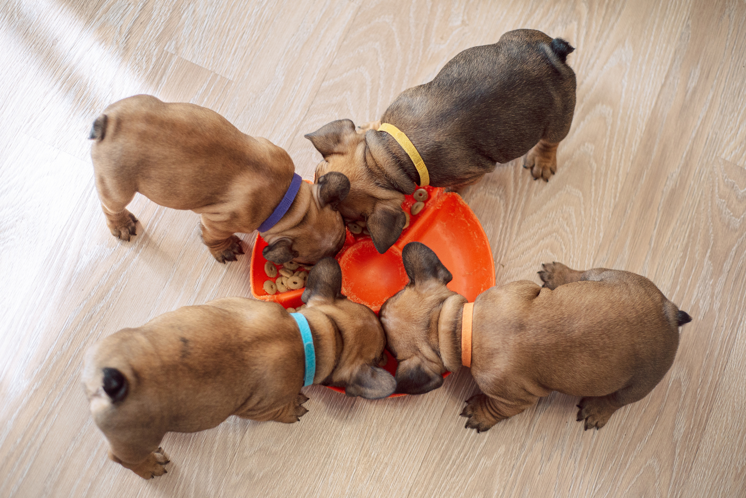 Французские булочки. Мотофотограф в Нижнем Новгороде Динара Зуйкова