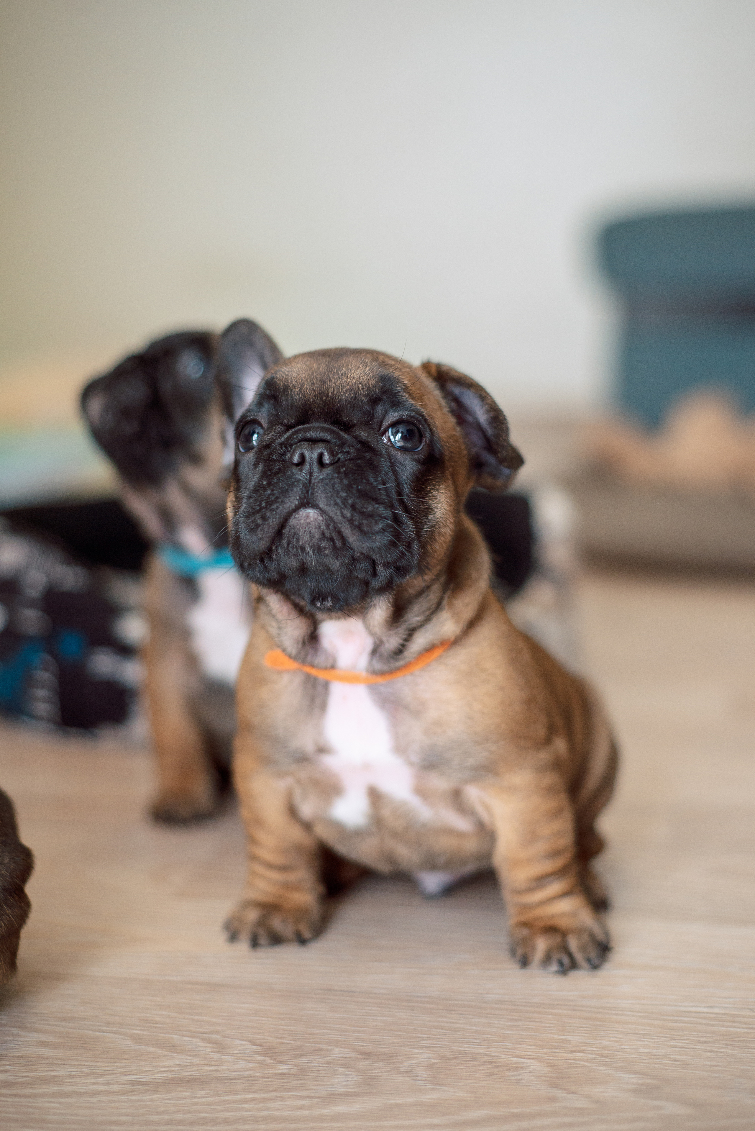 Французские булочки. Мотофотограф в Нижнем Новгороде Динара Зуйкова