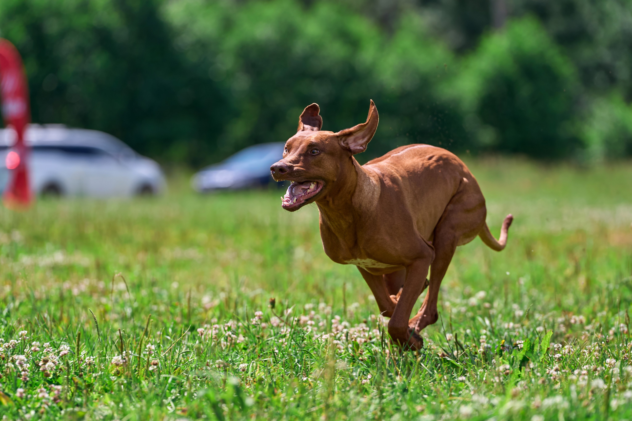 Тренировка по курсингу в Донино. Фотограф-анималист Михаил Манухин