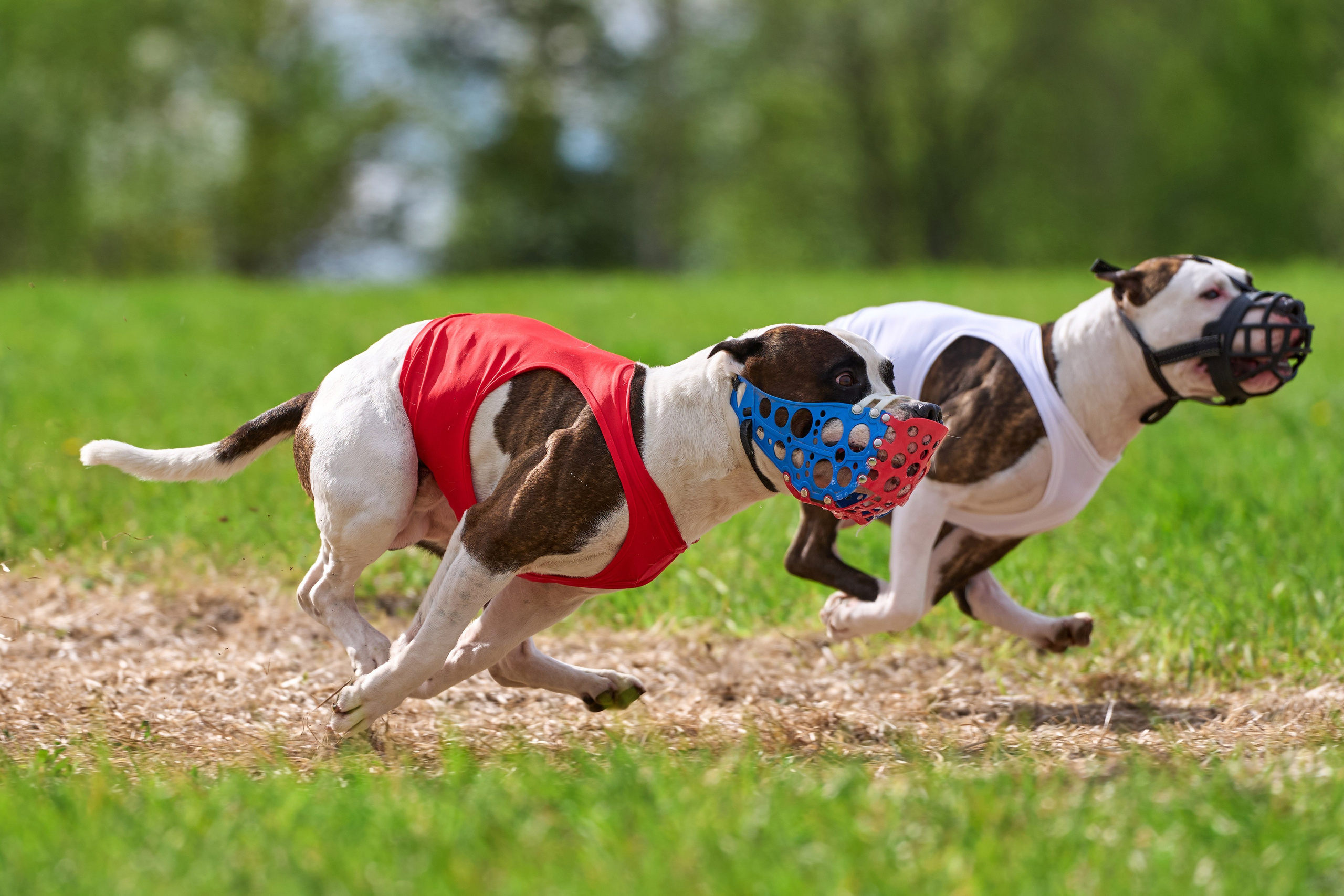 ЧРКФ по бегам за мех.приманкой. Фотограф-анималист Михаил Манухин