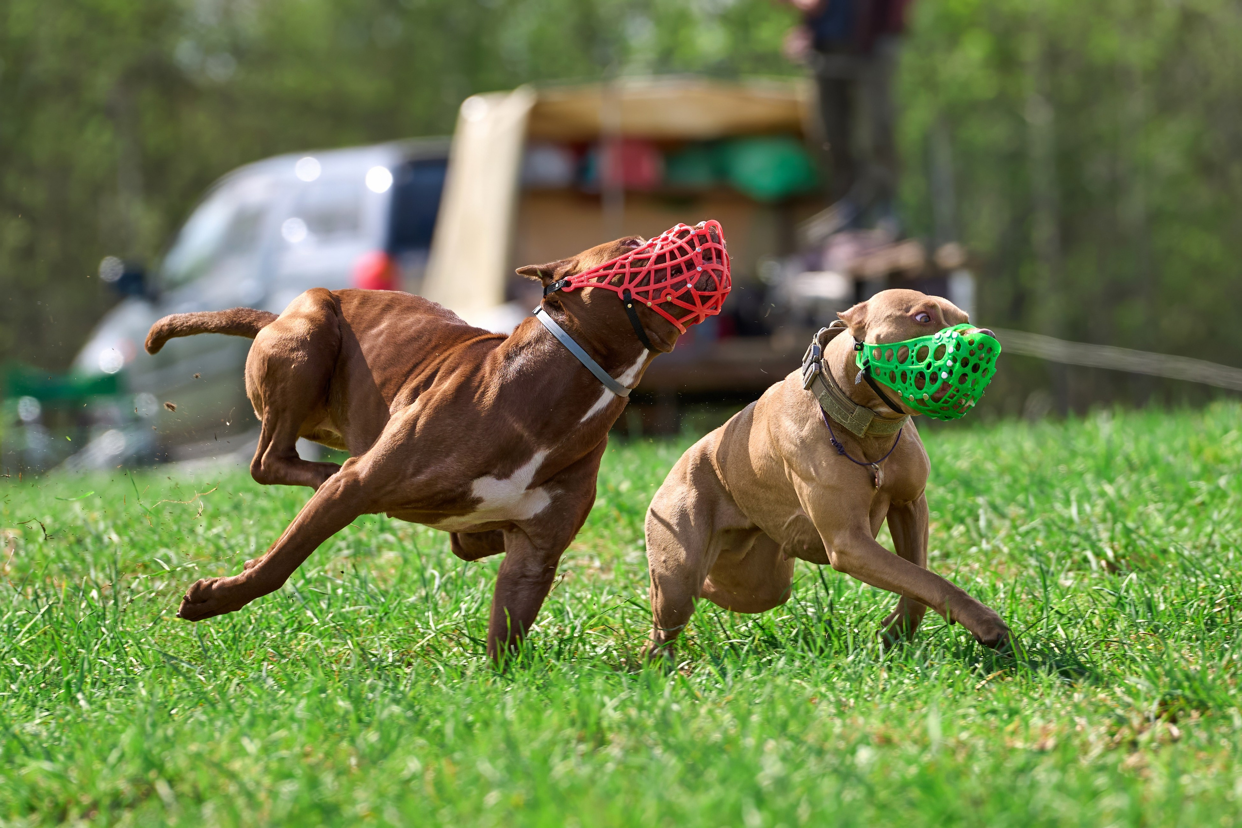 Тренировка по курсингу «на Ярославке». Фотограф-анималист Михаил Манухин