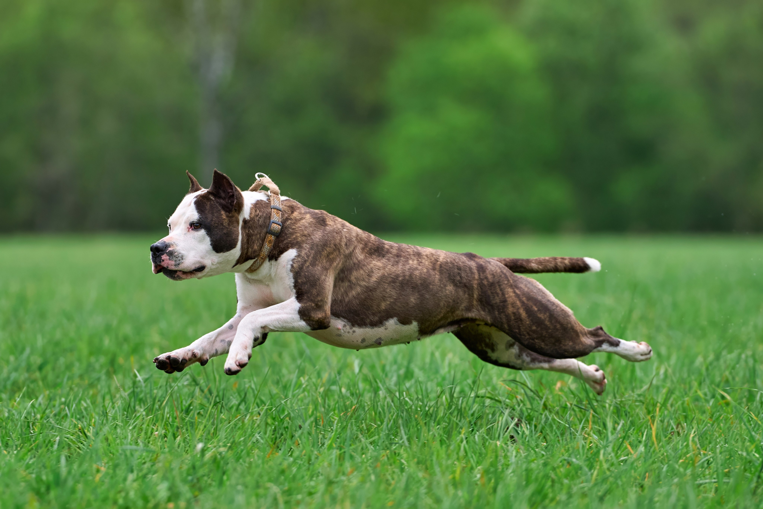 Тренировка по курсингу «на Ярославке». Фотограф-анималист Михаил Манухин