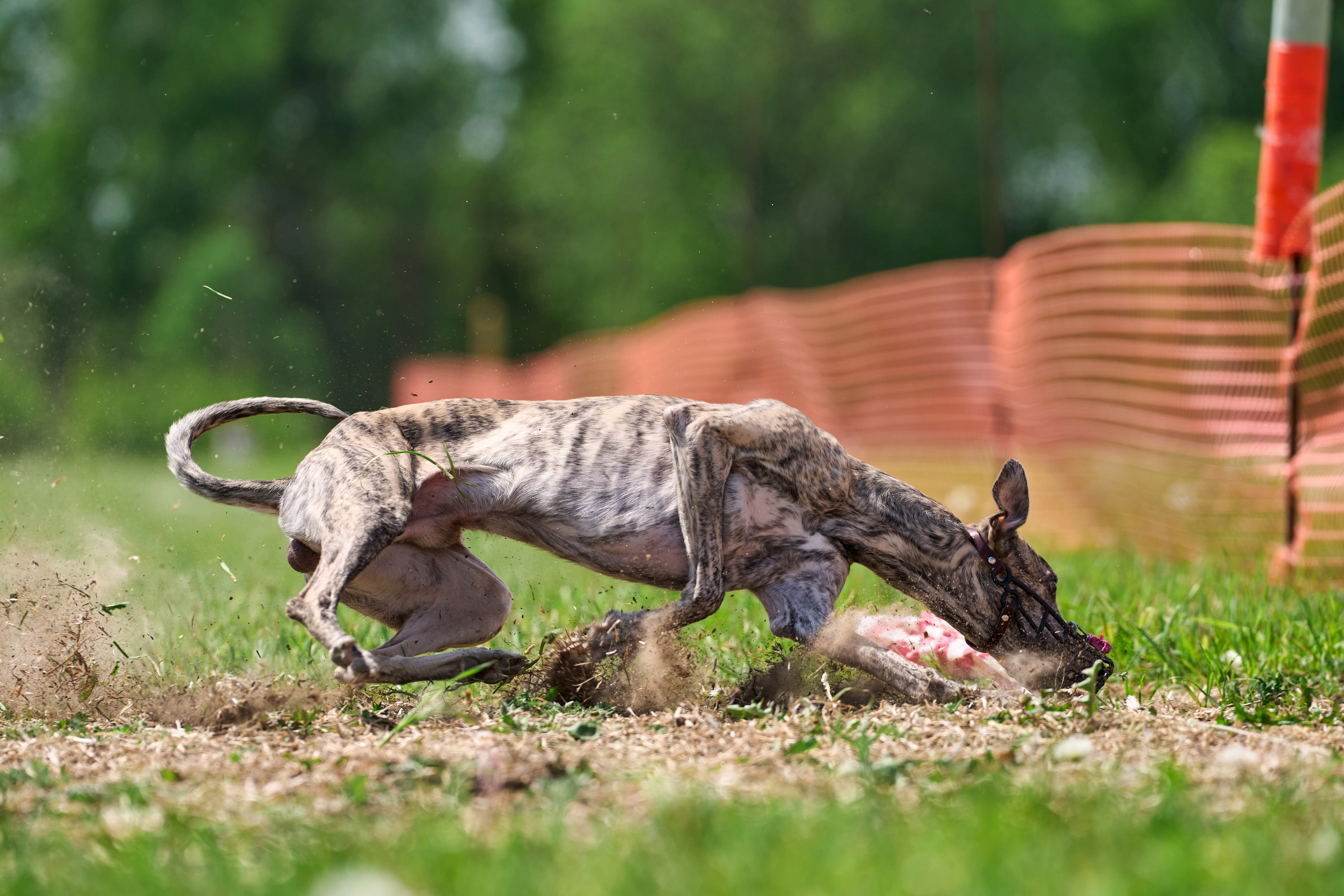 Квалификация по рейсингу. РАЛББ и Курсинг на Ярославке. Фотограф-анималист Михаил Манухин