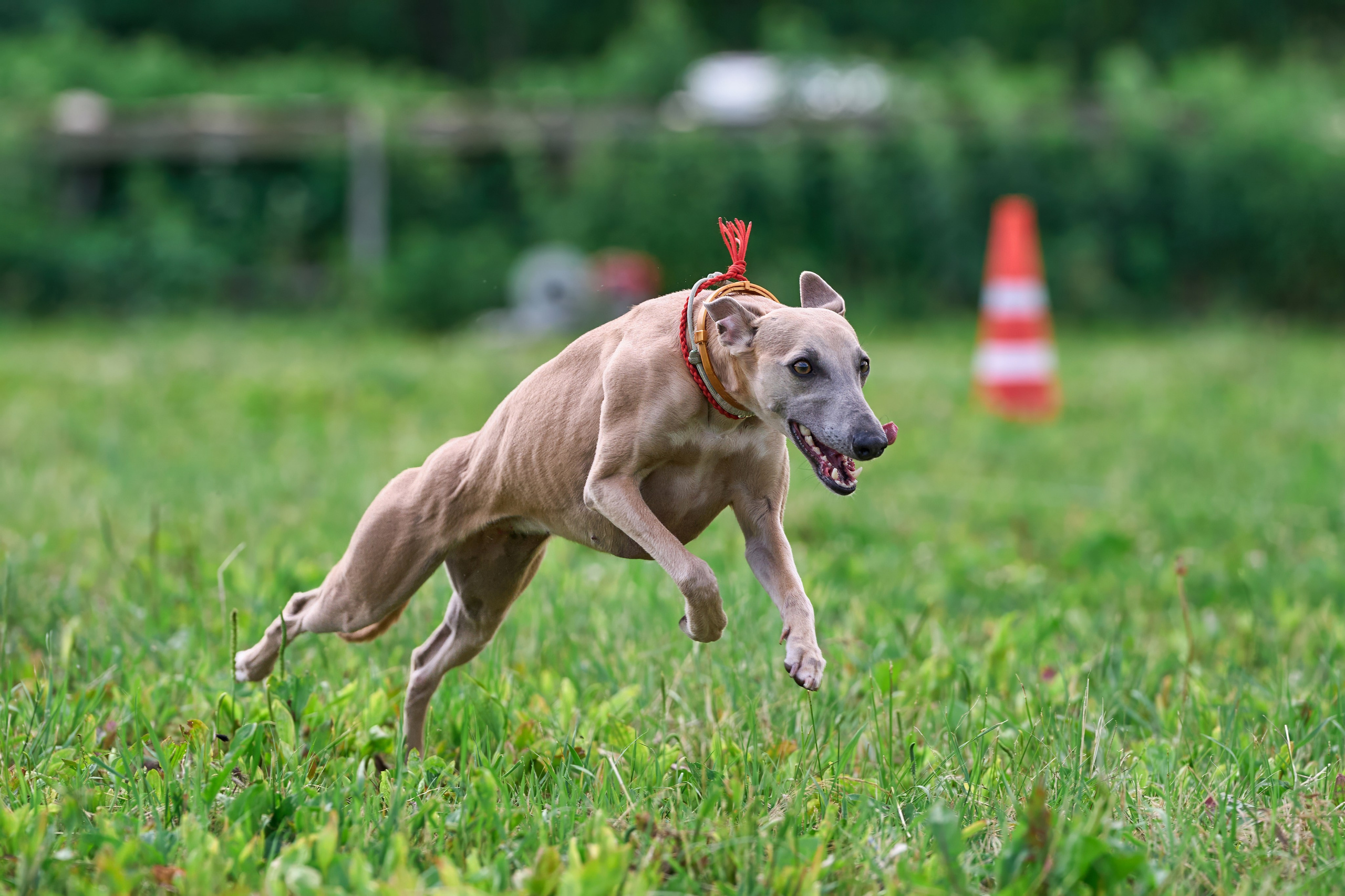 Тренировка по курсингу в Донино. Фотограф-анималист Михаил Манухин