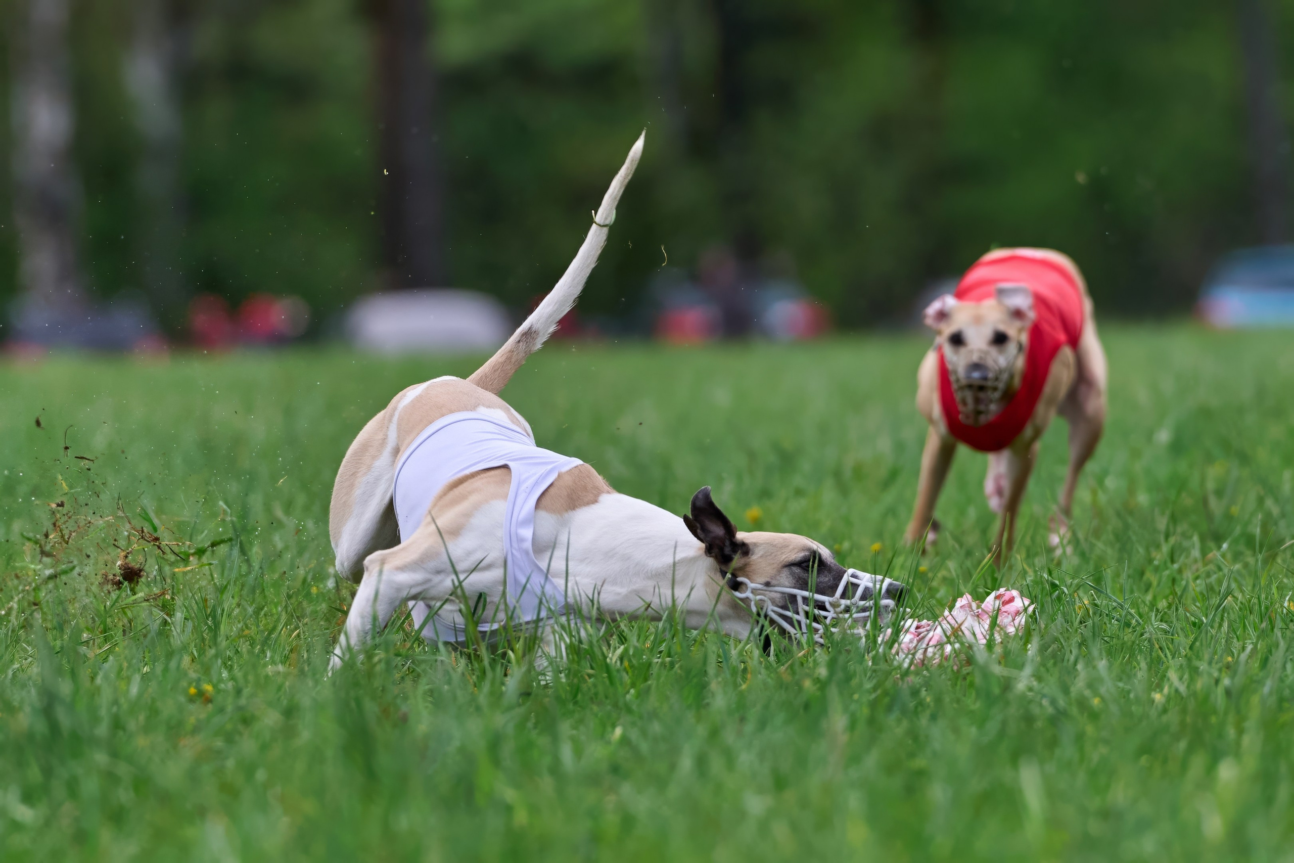 ПЧРКФ по курсингу. Фотограф-анималист Михаил Манухин