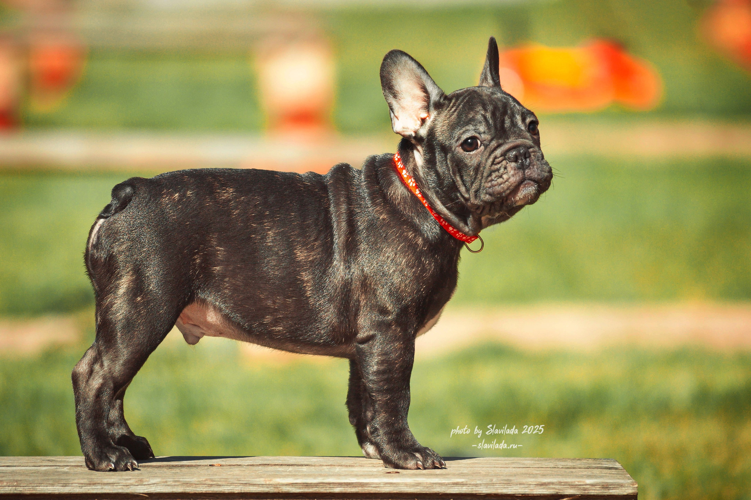 Маленькие победители розыгрыша. Slavilada-Лапки. Свет. Любовь… Профессиональная фотосессия питомцев Для памяти, пристройства и продажи. Хабаровск