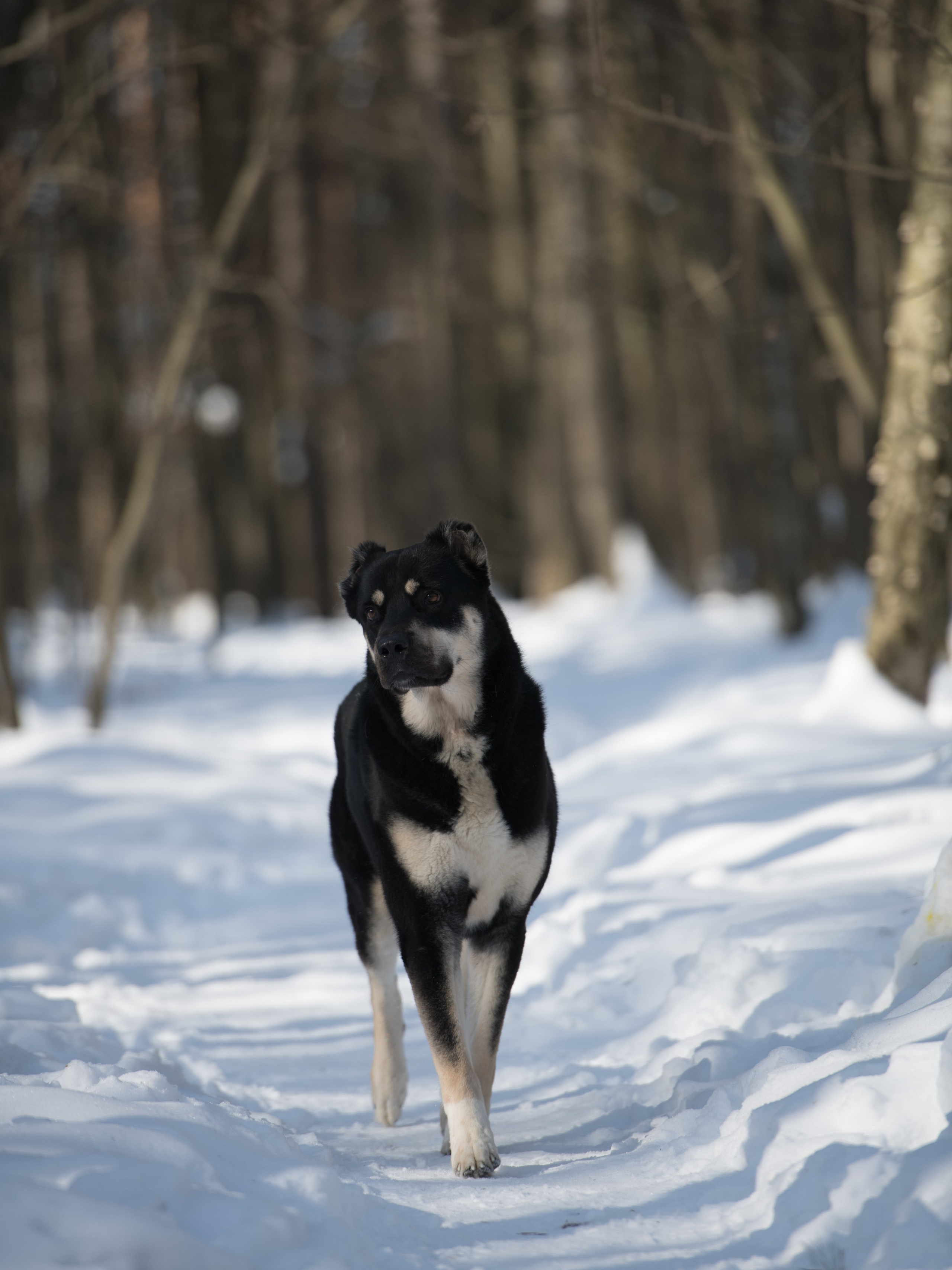 Онлайн-курс по съемке собак. Фотограф Анастасия Ветковская, Москва