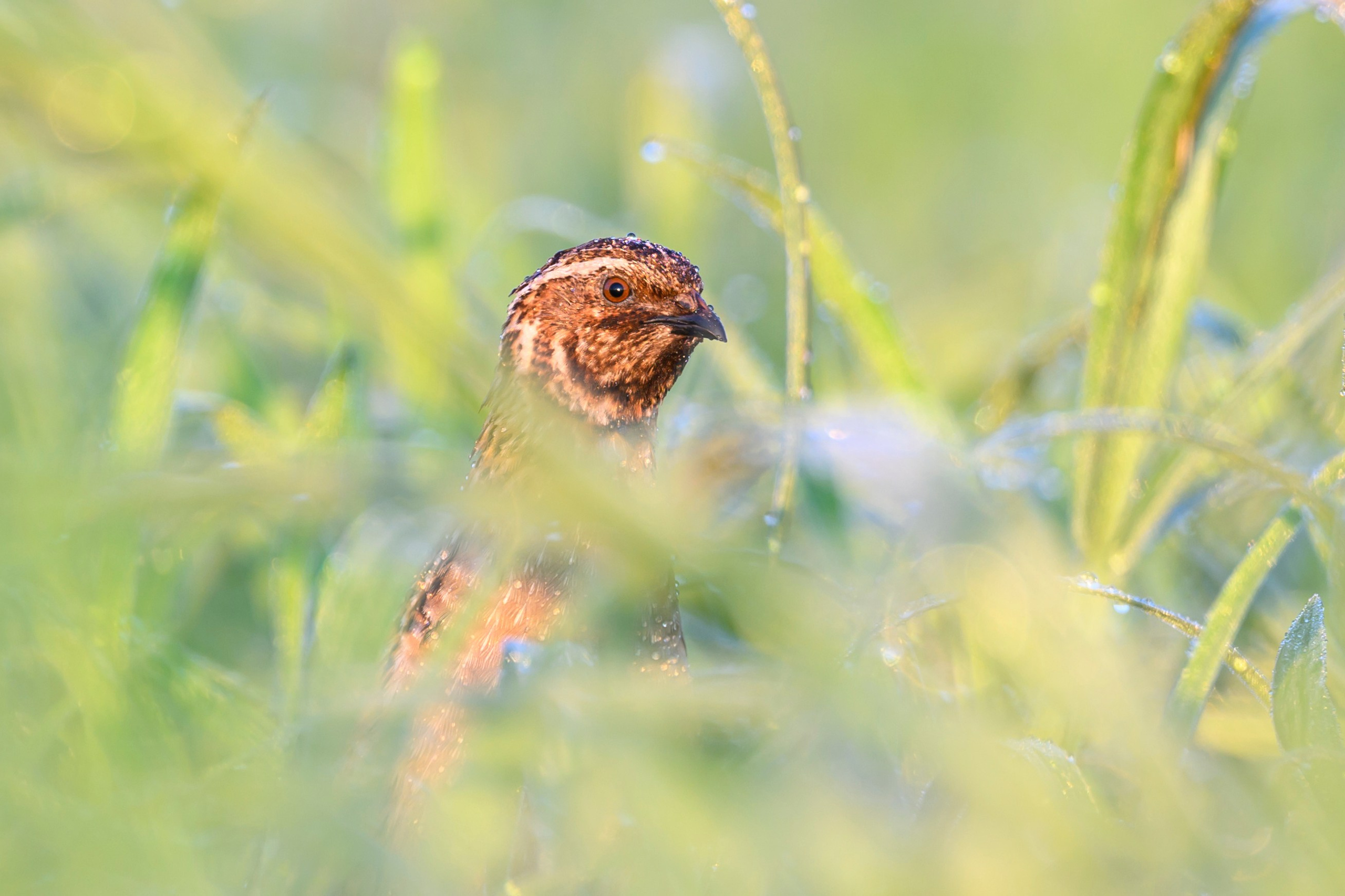 Перепел. Фотограф Сергей Пупонин