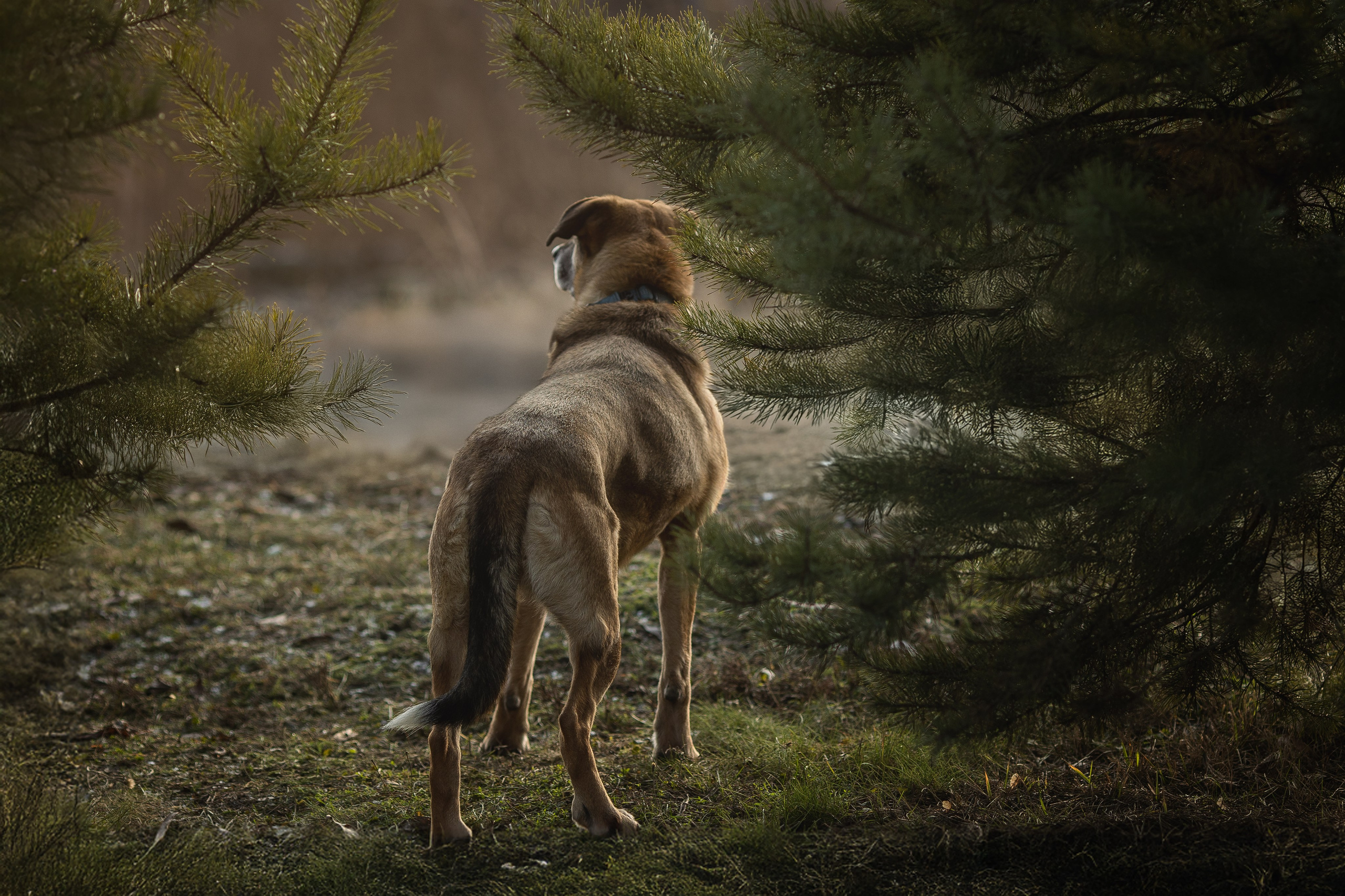 ИЩУТ ДОМ. Фотограф-анималист в Москве и Подмосковье