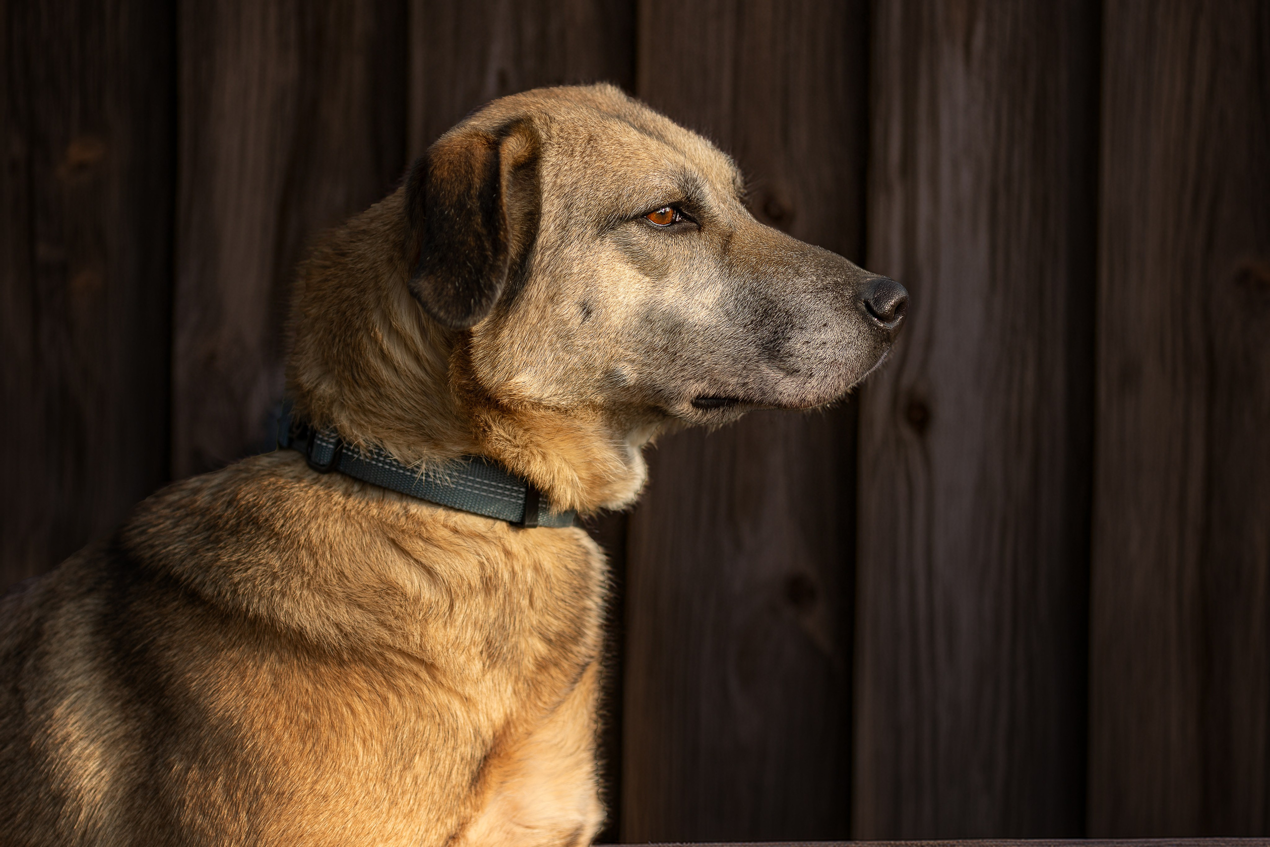 ИЩУТ ДОМ. Фотограф-анималист в Москве и Подмосковье
