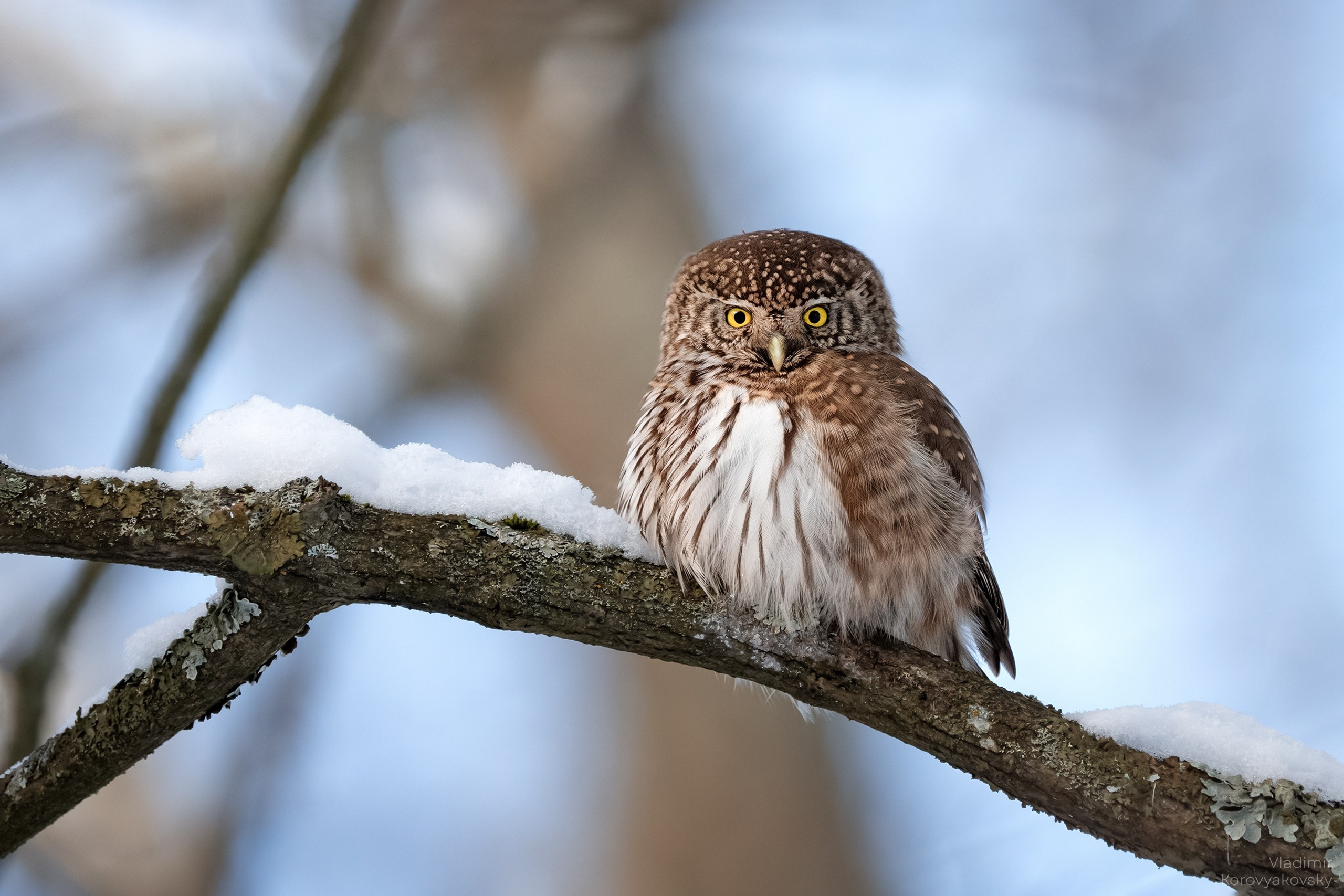 Животные. Фотограф Владимир Коровяковский