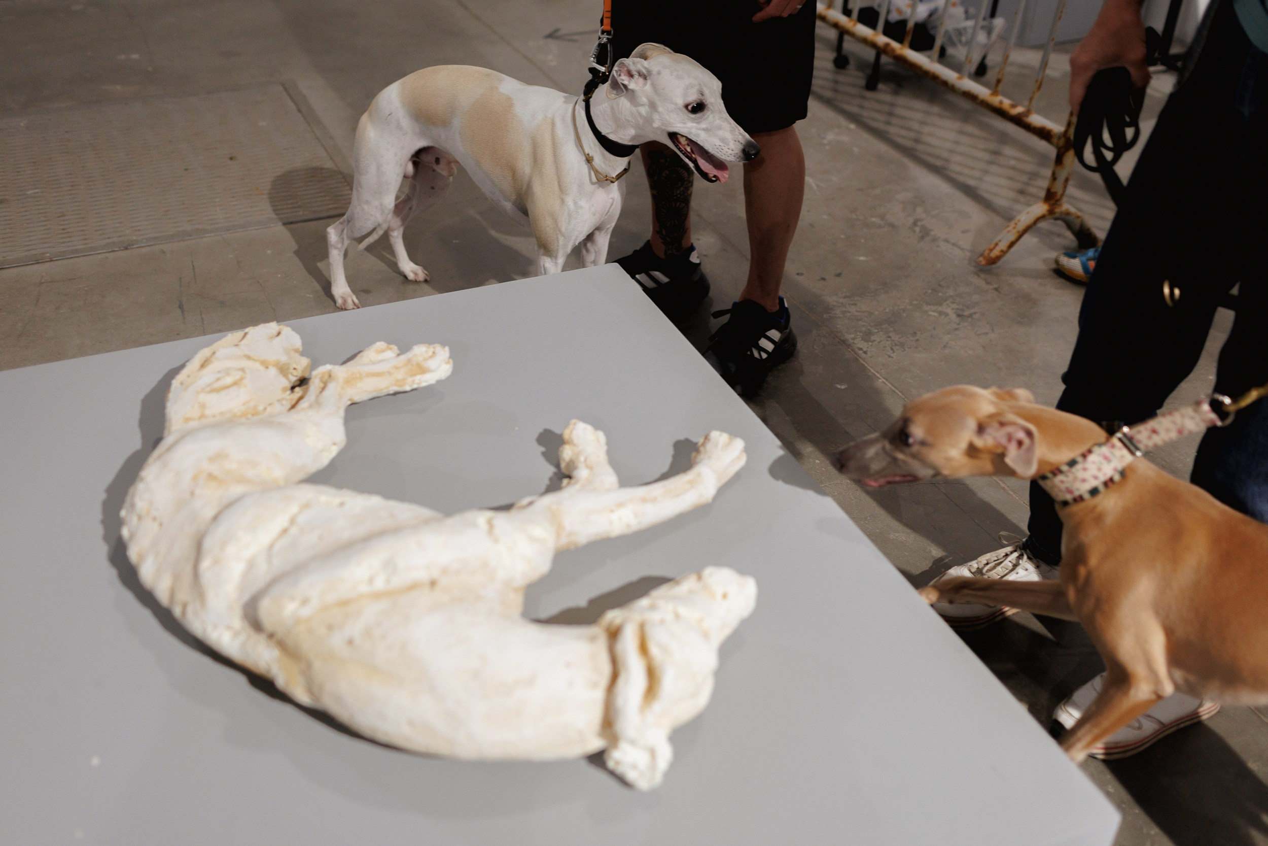 Жив был пёс. Собачий художник Поля Стриж