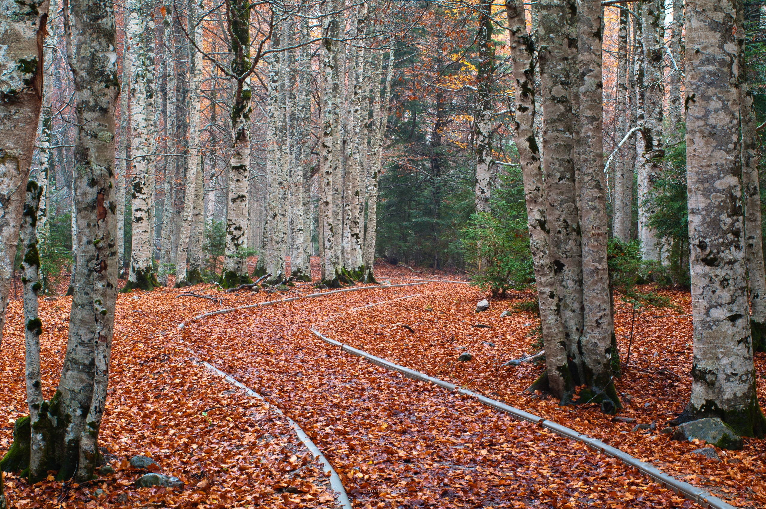 Что такое осень?. Авторские стильные фотокартины