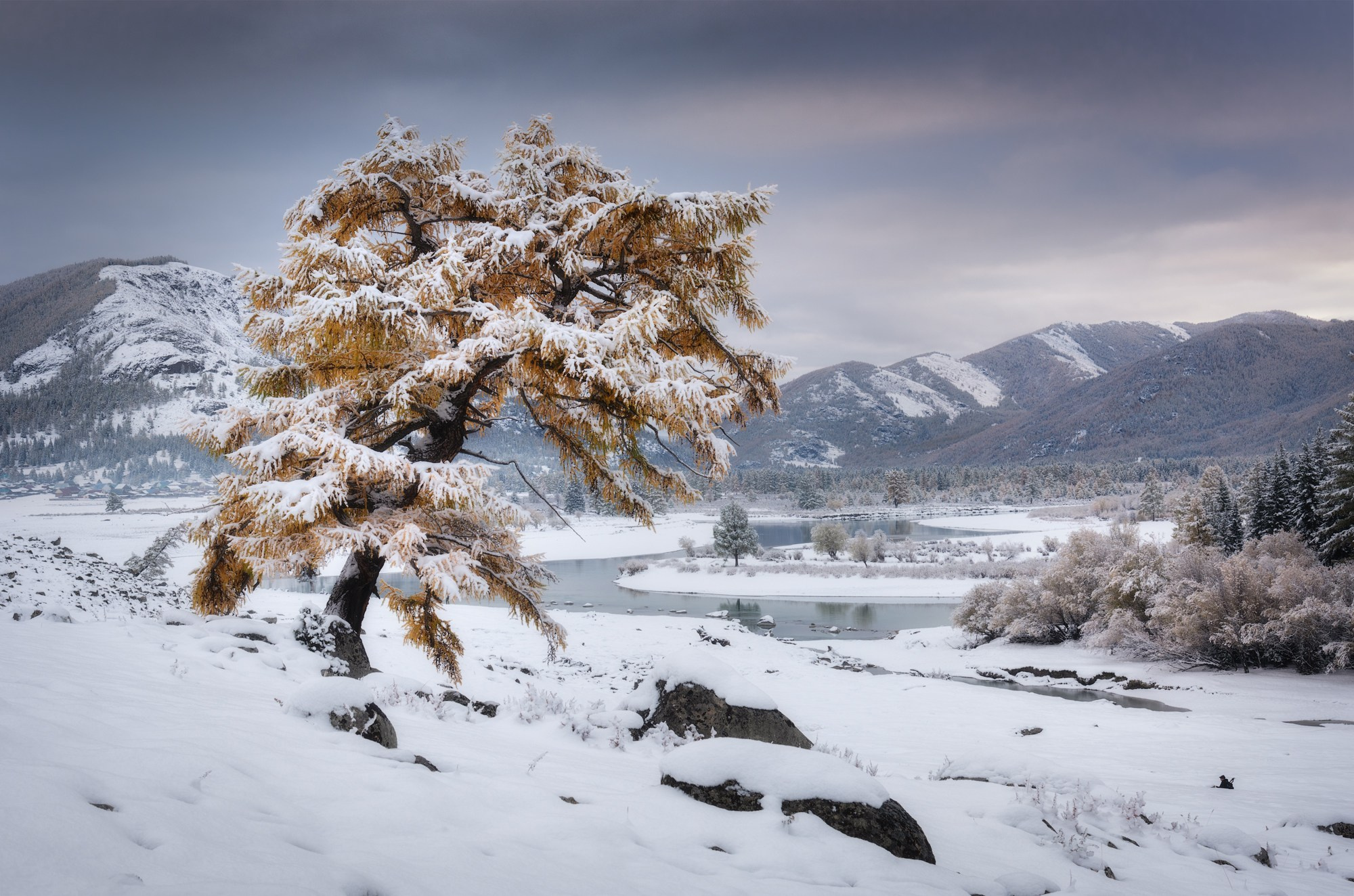 Осень в японском стиле. Кош-Агачский район, сентябрь 2023
