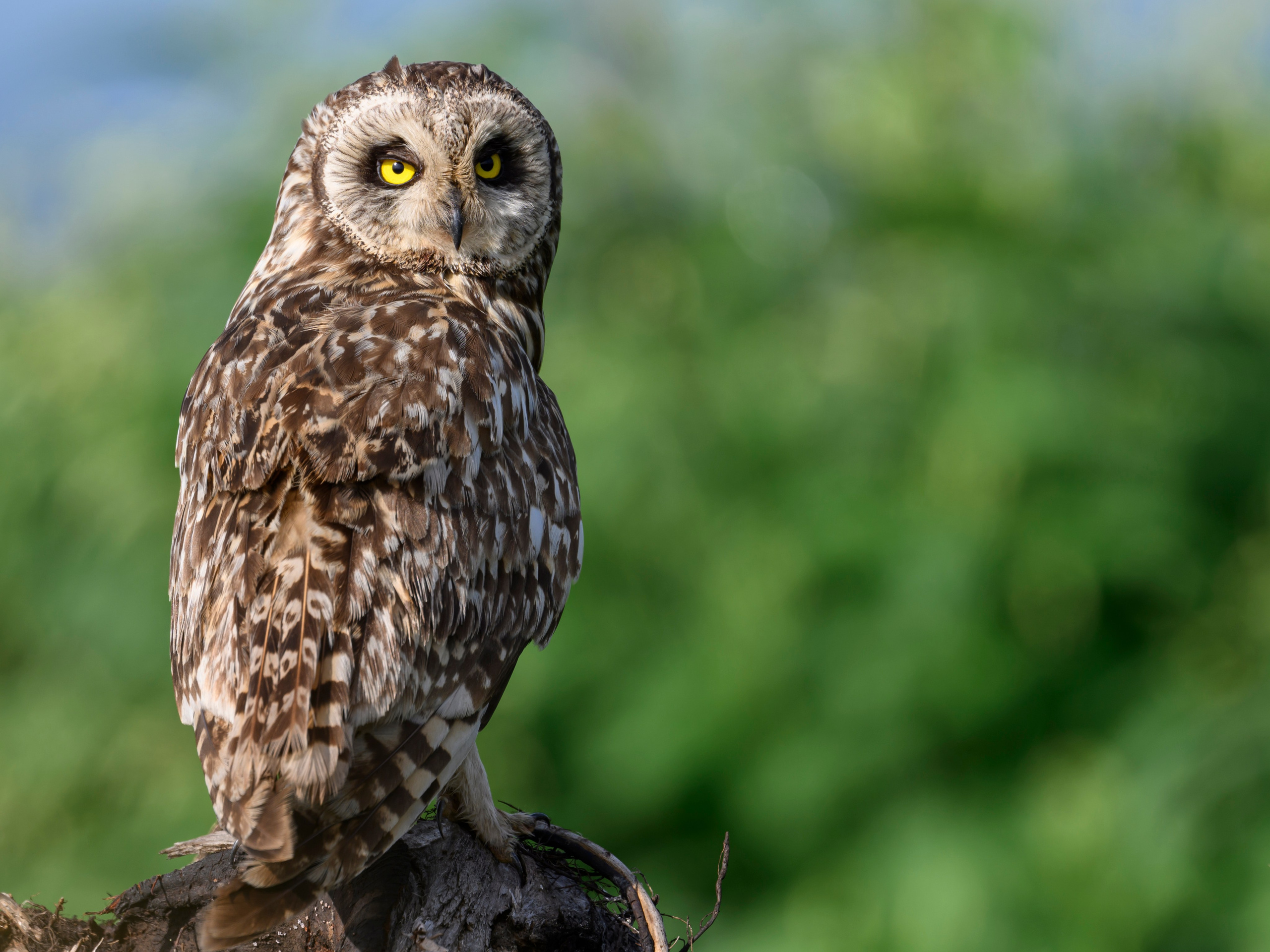 Храбрый совенок | Brave owlet. Фотограф Сергей Пупонин