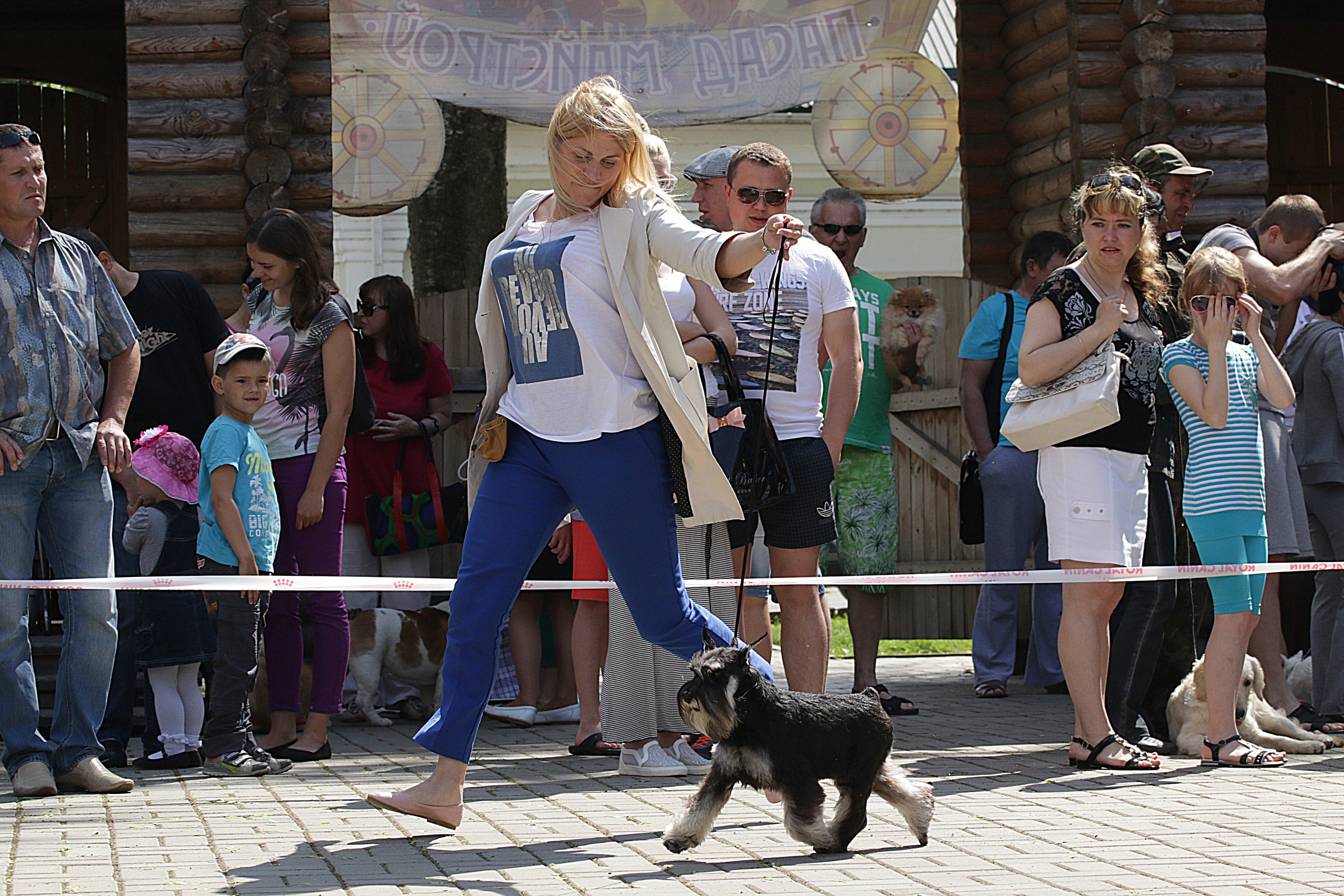 Софи/Asson Ari Vivien Marceau. Питомник цвергшнауцеров в Беларуси «Делинсо Бэлэнс»