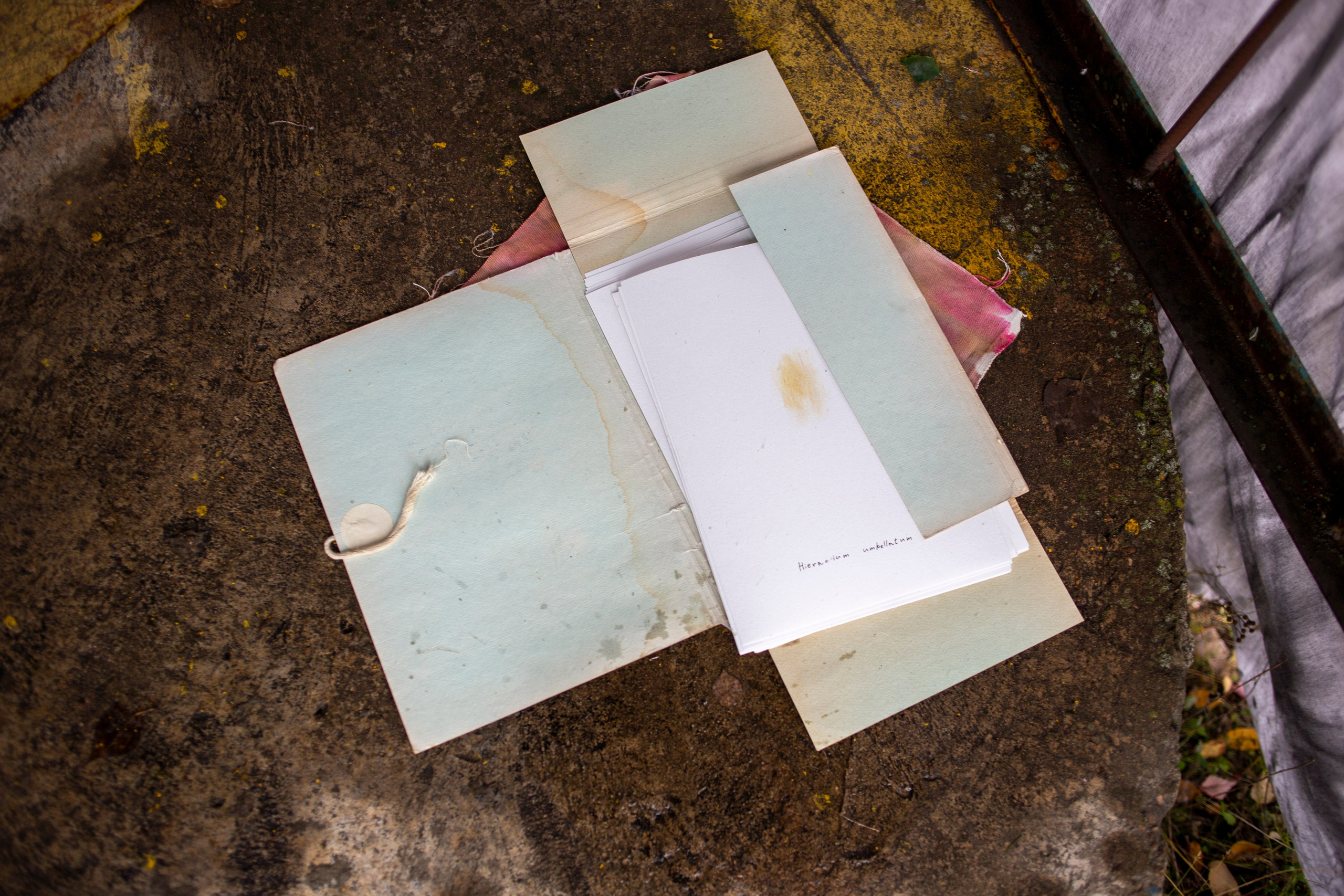 Сумерки речи. Михаил Курганов