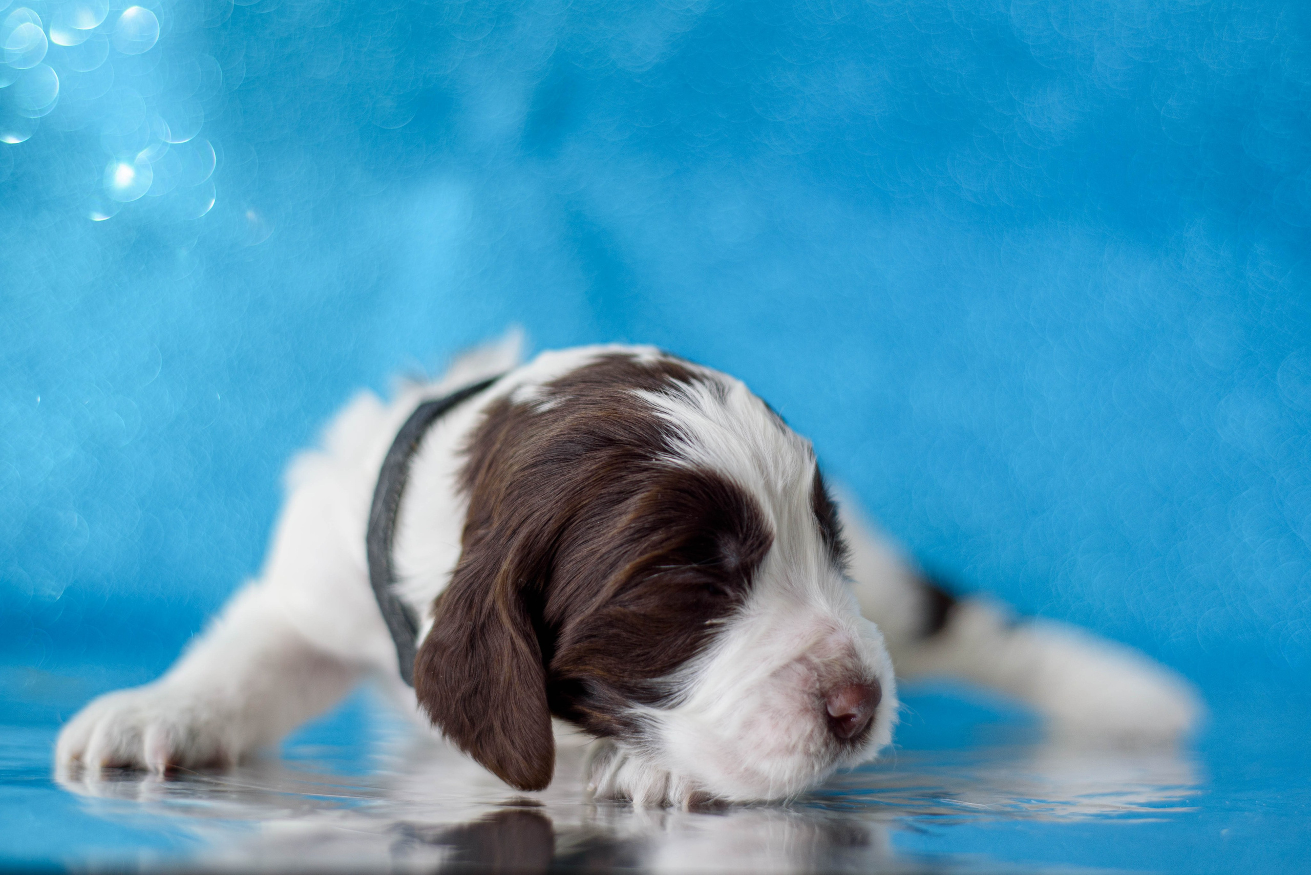 Щенки Вестмур. Дубль2. Мотофотограф в Нижнем Новгороде Динара Зуйкова