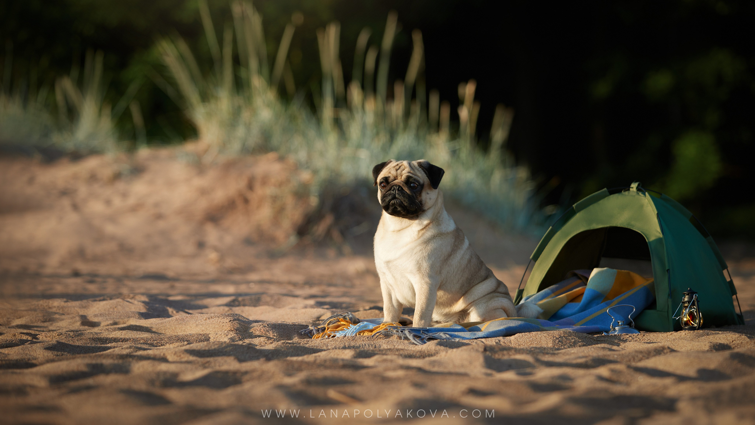 ВЫЕЗДНЫЕ ФОТОСЕССИИ СОБАК. ФОТОГРАФ-АНИМАЛИСТ l LANA POLYAKOVA