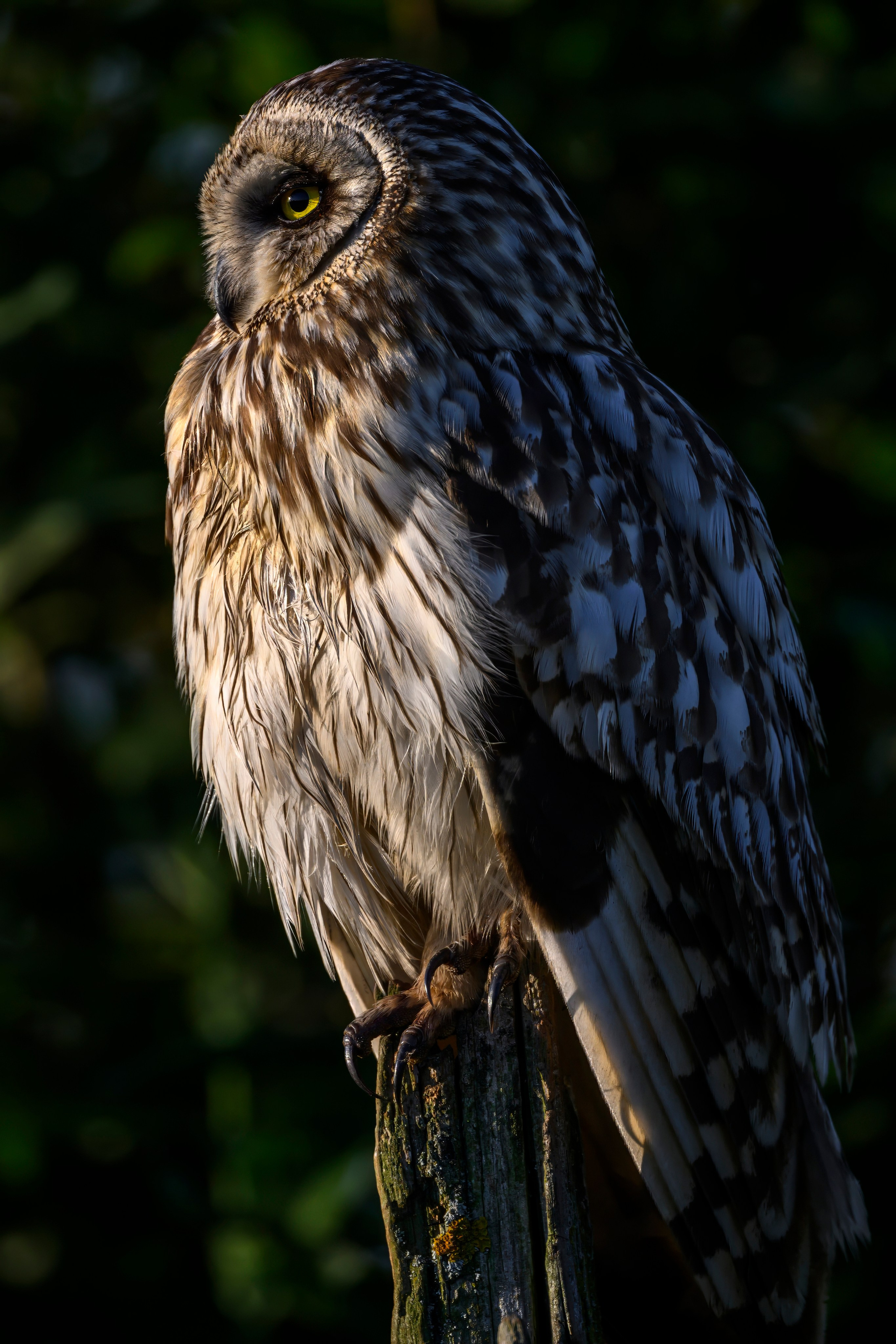 Сова и совята. Owl and owlets. Фотограф Сергей Пупонин
