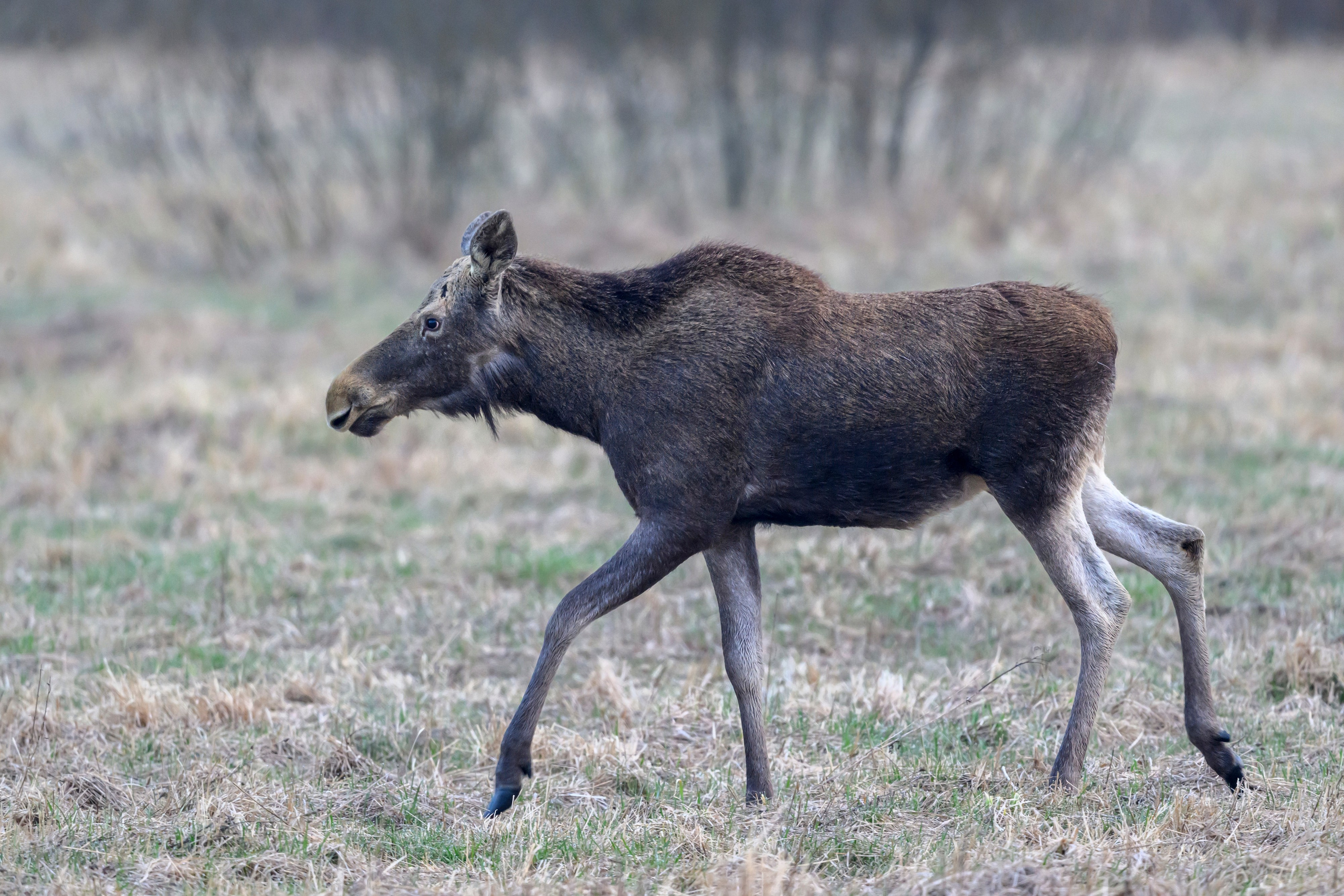 Лосенок. Фотограф Сергей Пупонин