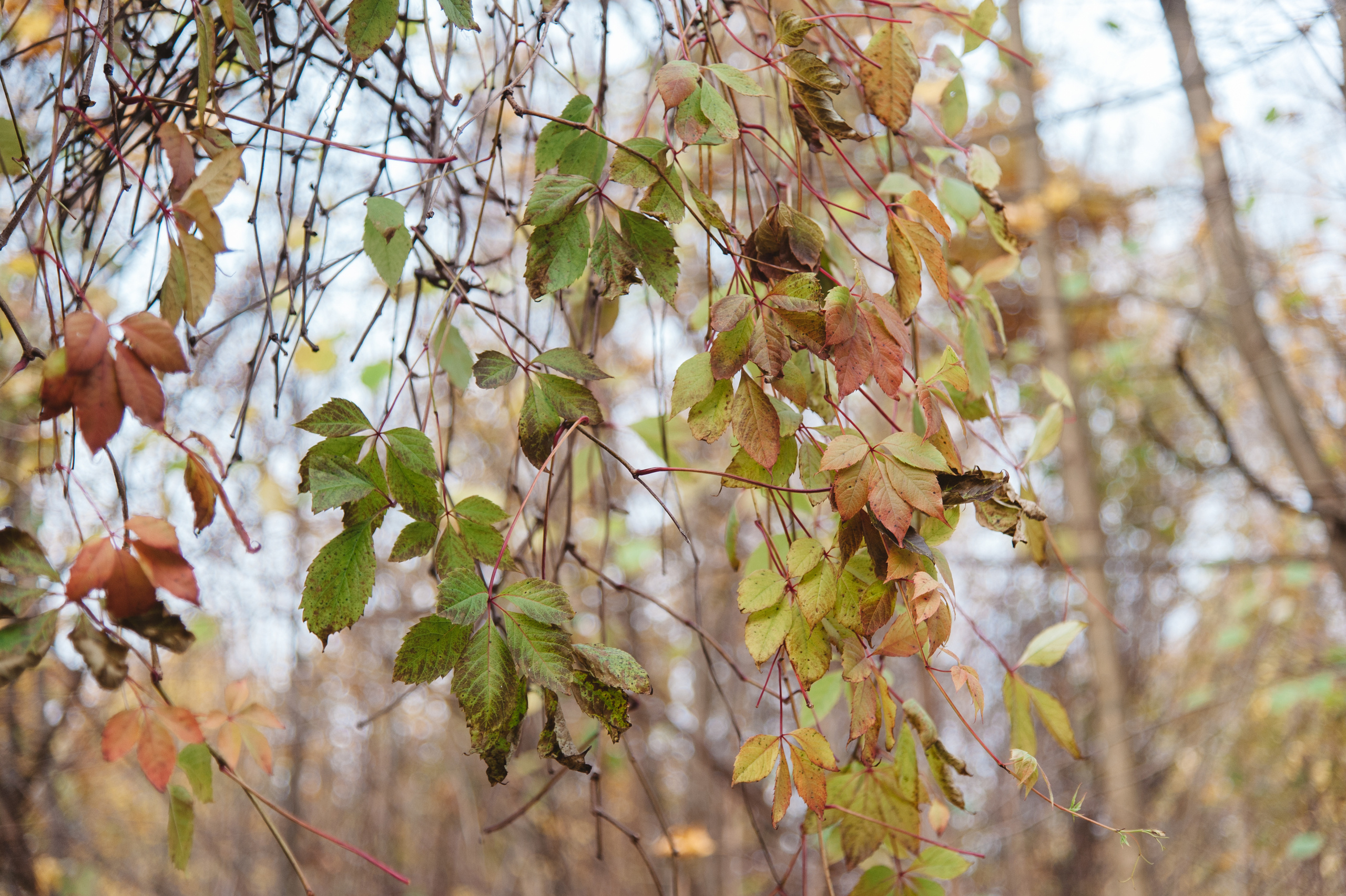 Осенняя семейная фотосессия в Звенигороде. Семейный фотограф в Москве Елена Снегирева