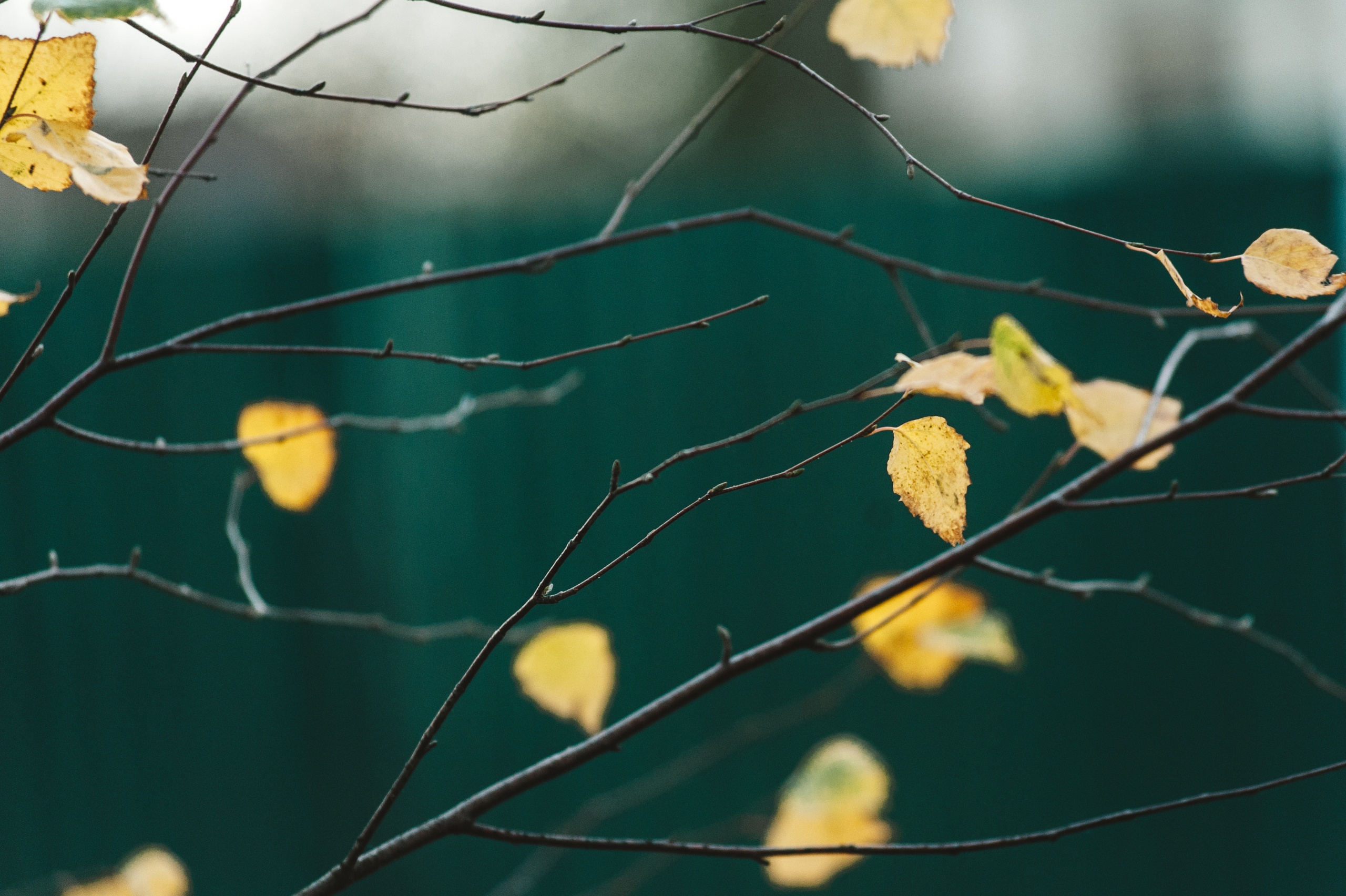 Осенняя семейная фотосессия в Звенигороде. Семейный фотограф в Москве Елена Снегирева