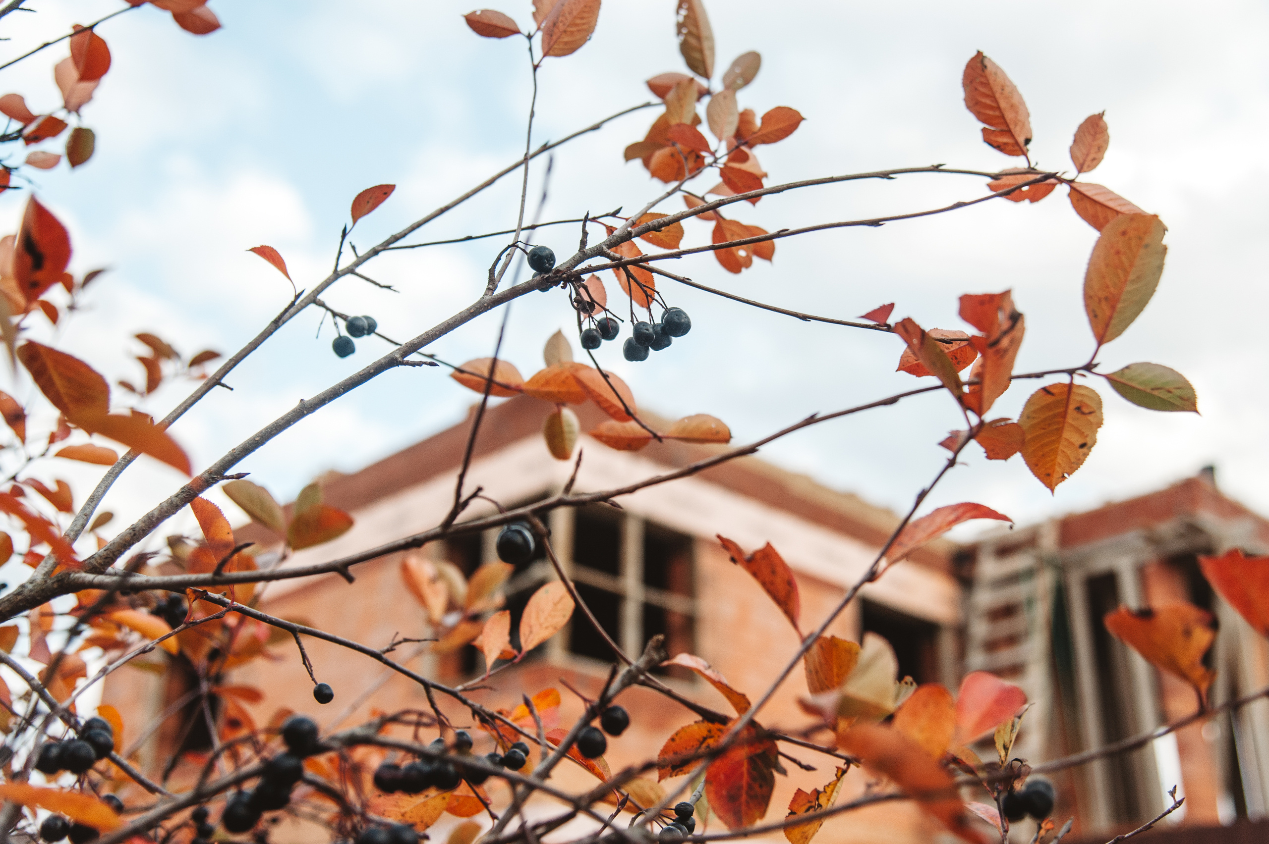 Осенняя семейная фотосессия в Звенигороде. Семейный фотограф в Москве Елена Снегирева