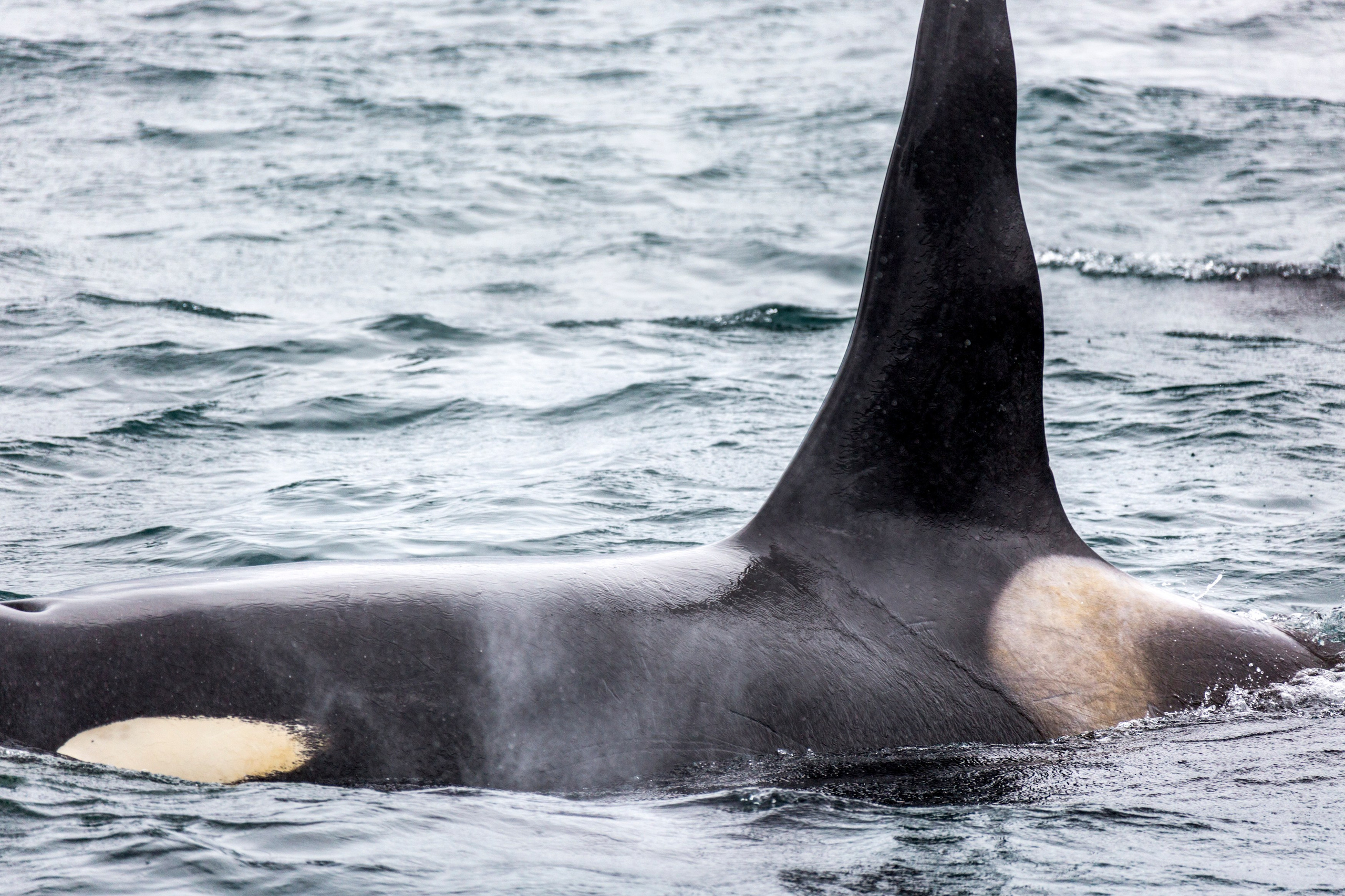Русская бухта — дикая природа и морские маршруты Камчатки. Время Камчатки: чтобы найти свой путь, нужно скорость умножить на время