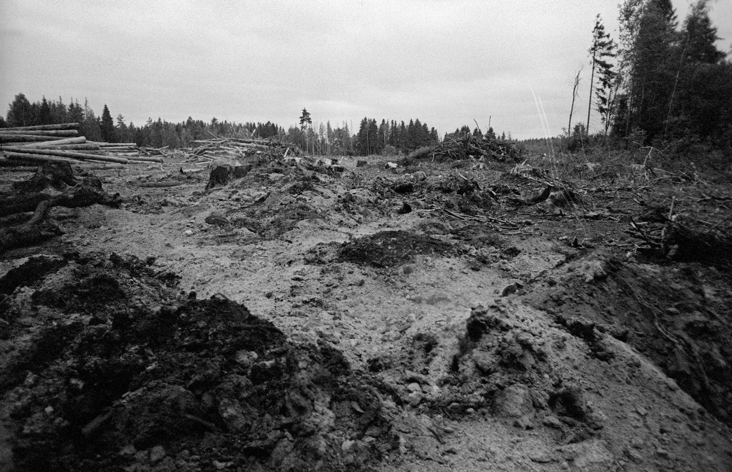 О судьбе лесов и надежде. Рекламный и коммерческий фотограф | Георгий Романов