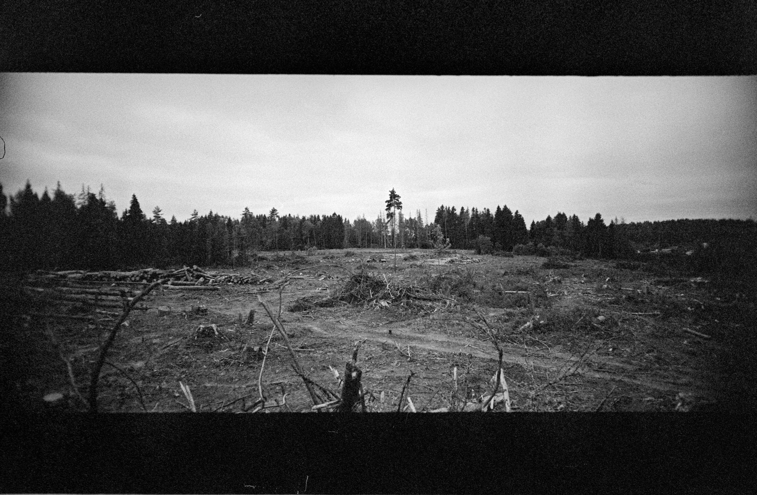 О судьбе лесов и надежде. Рекламный и коммерческий фотограф | Георгий Романов