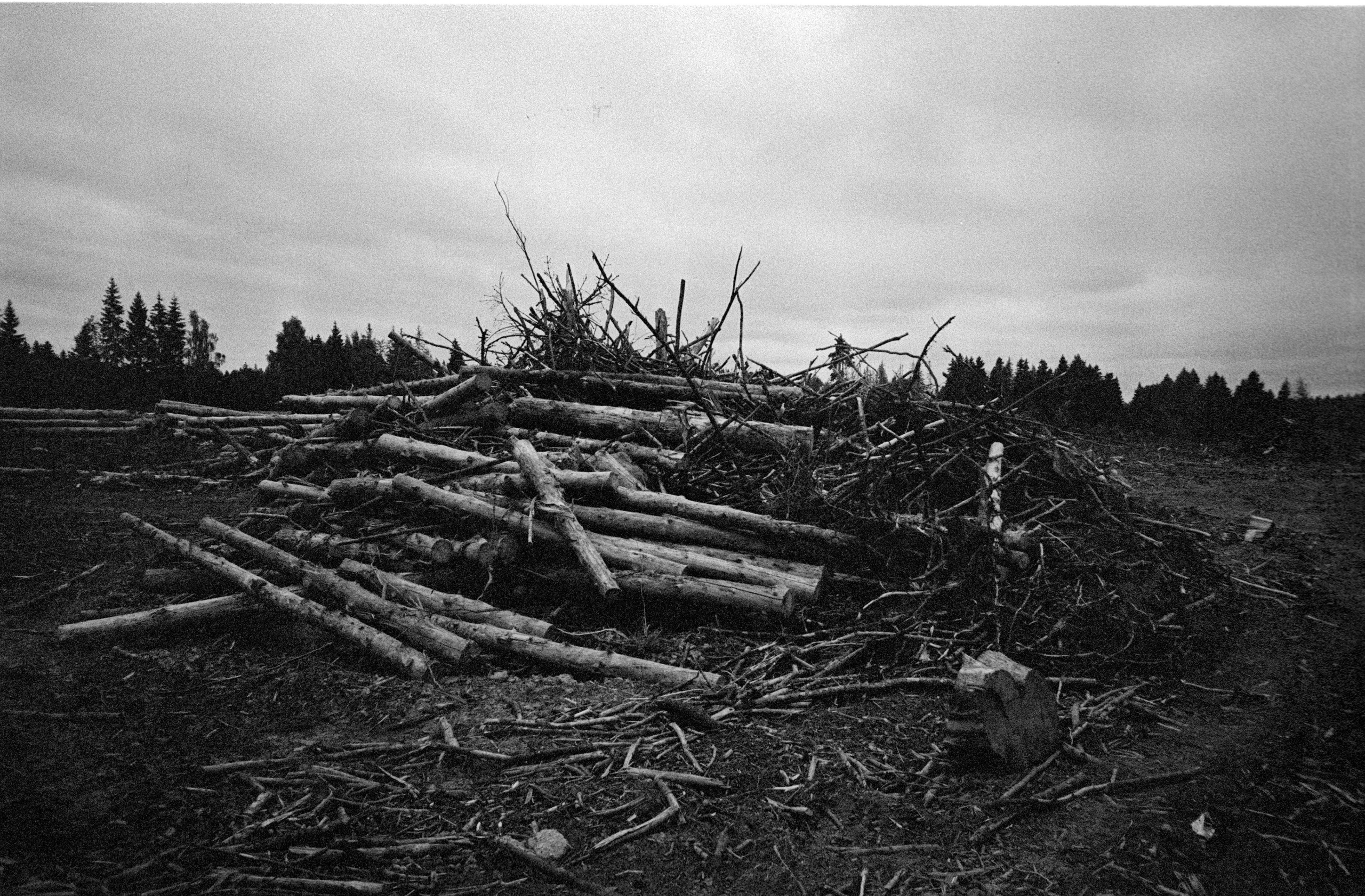 О судьбе лесов и надежде. Рекламный и коммерческий фотограф | Георгий Романов