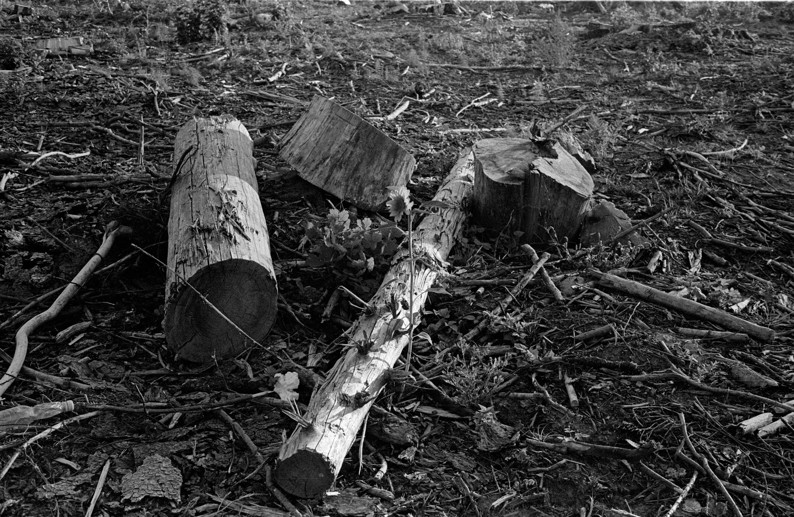 О судьбе лесов и надежде. Рекламный и коммерческий фотограф | Георгий Романов