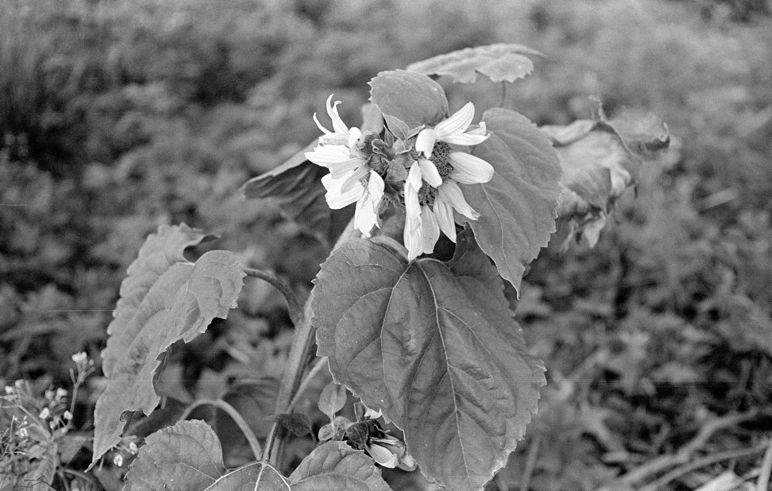 О судьбе лесов и надежде. Рекламный и коммерческий фотограф | Георгий Романов
