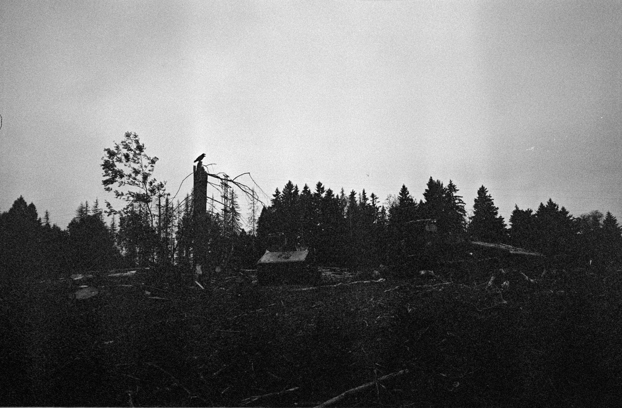 О судьбе лесов и надежде. Рекламный и коммерческий фотограф | Георгий Романов