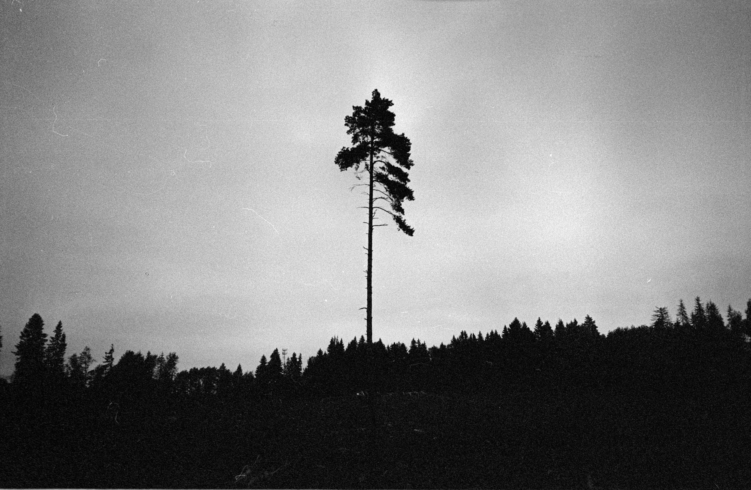 О судьбе лесов и надежде. Рекламный и коммерческий фотограф | Георгий Романов