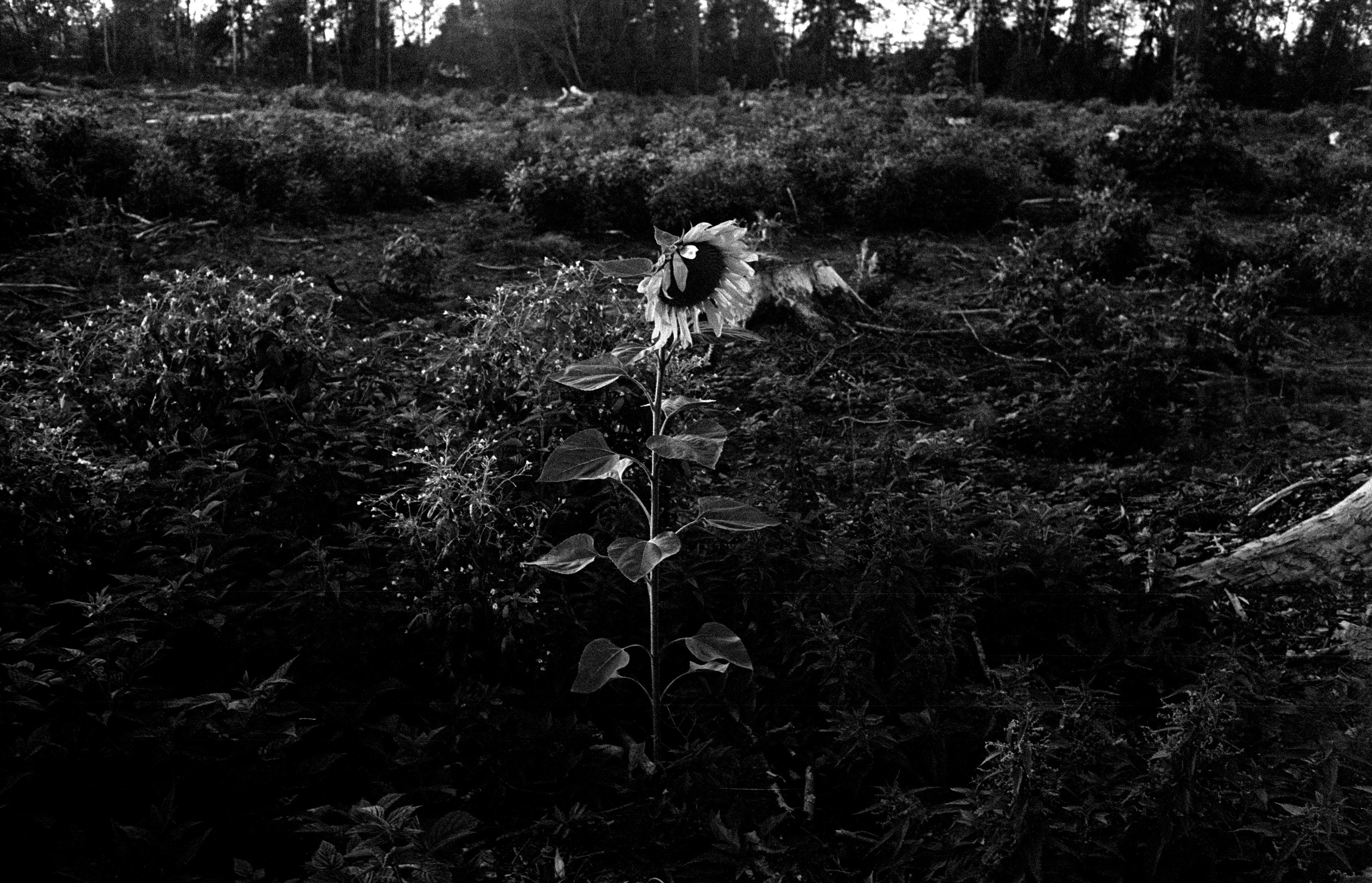 О судьбе лесов и надежде. Рекламный и коммерческий фотограф | Георгий Романов