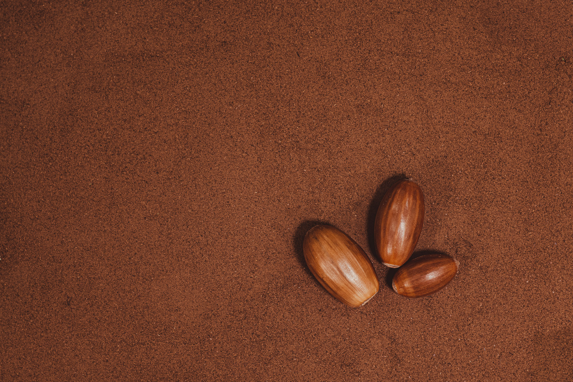 Вид сверху. Художественная фотография. Три желудя на фоне ровного кофейного помола