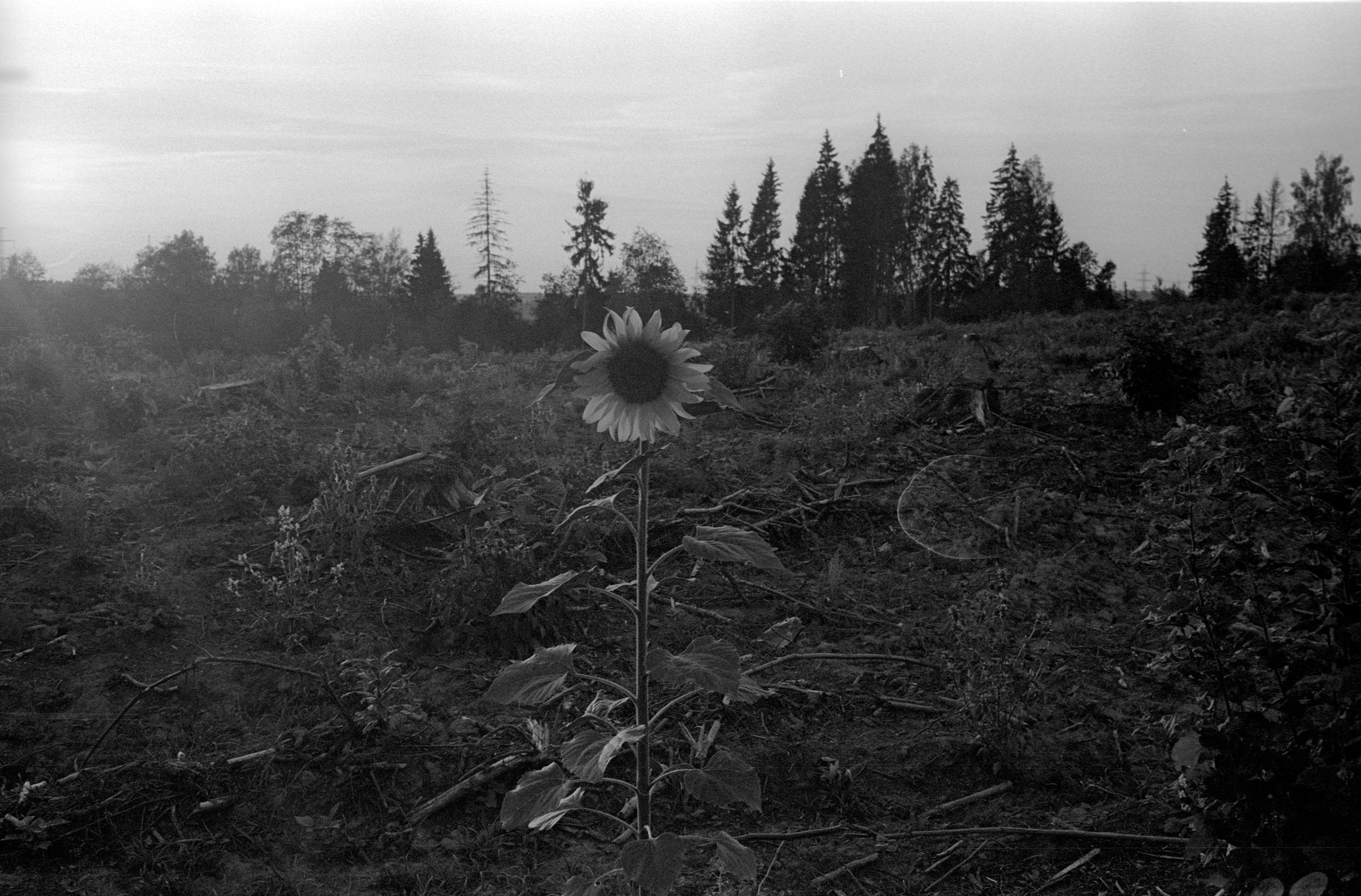 О судьбе лесов и надежде. Рекламный и коммерческий фотограф | Георгий Романов