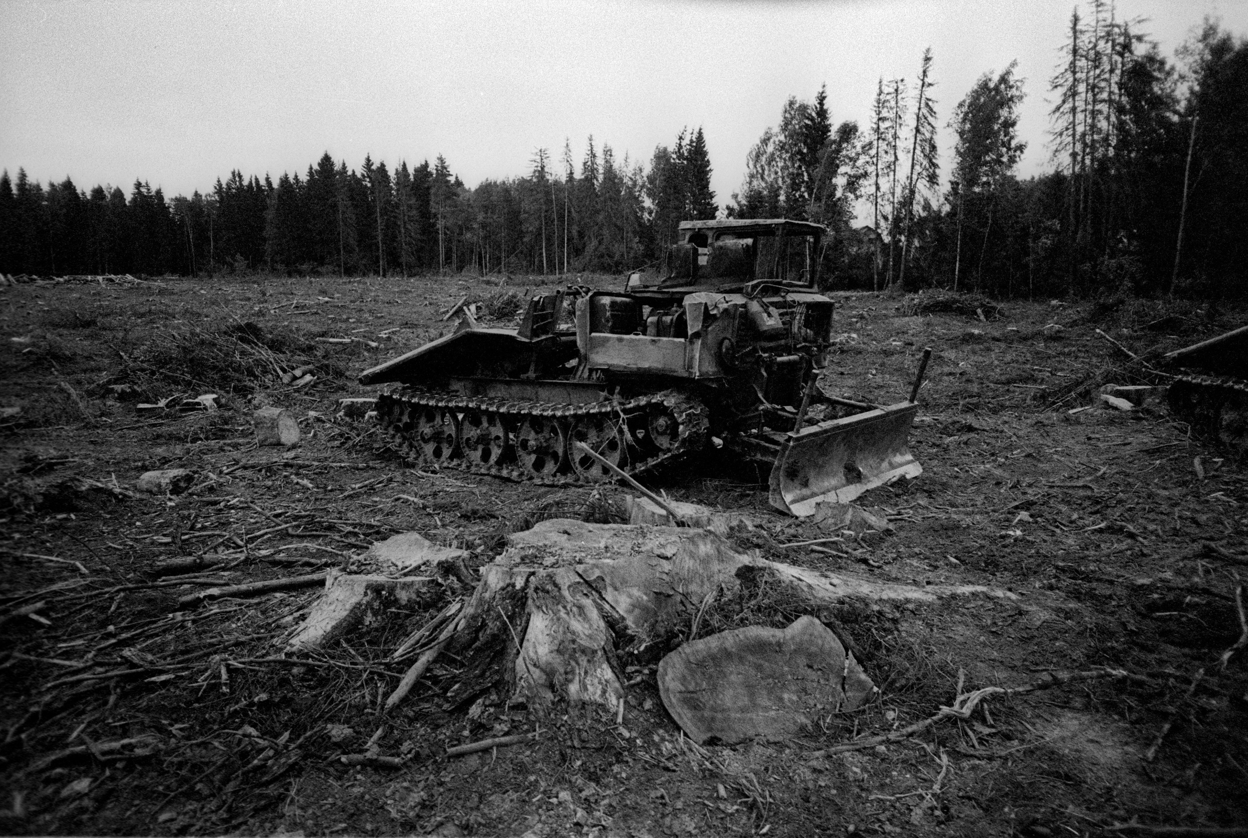 О судьбе лесов и надежде. Рекламный и коммерческий фотограф | Георгий Романов