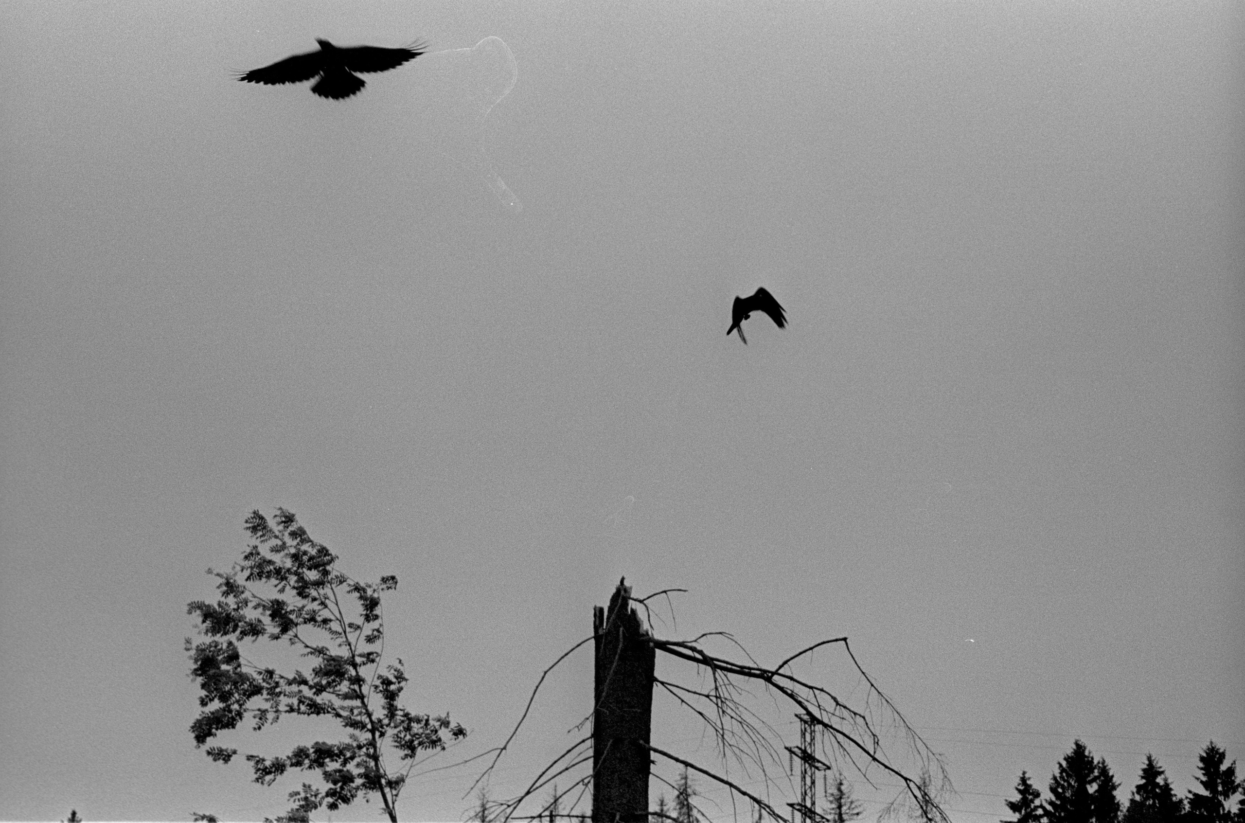 О судьбе лесов и надежде. Рекламный и коммерческий фотограф | Георгий Романов