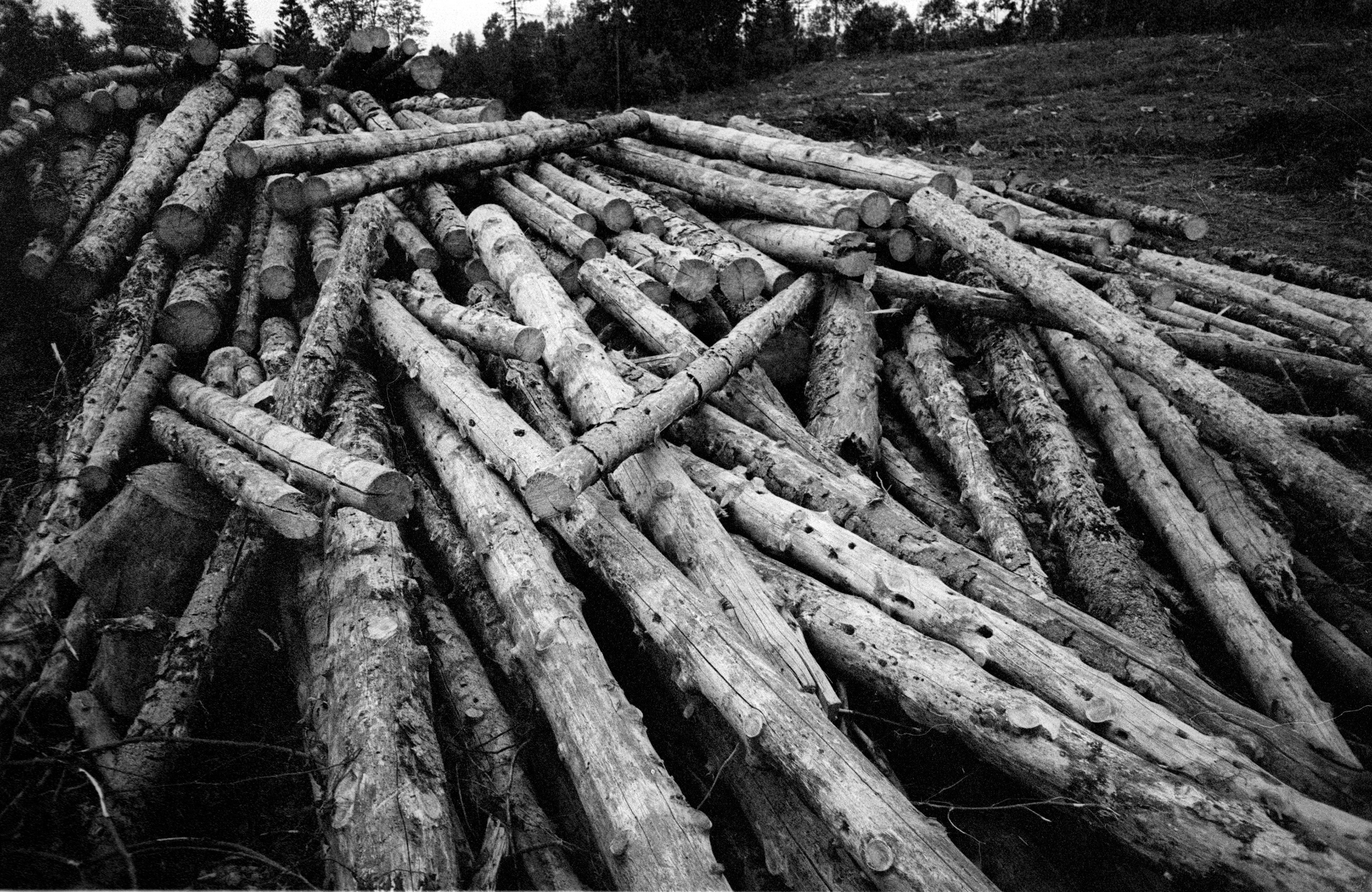 О судьбе лесов и надежде. Рекламный и коммерческий фотограф | Георгий Романов